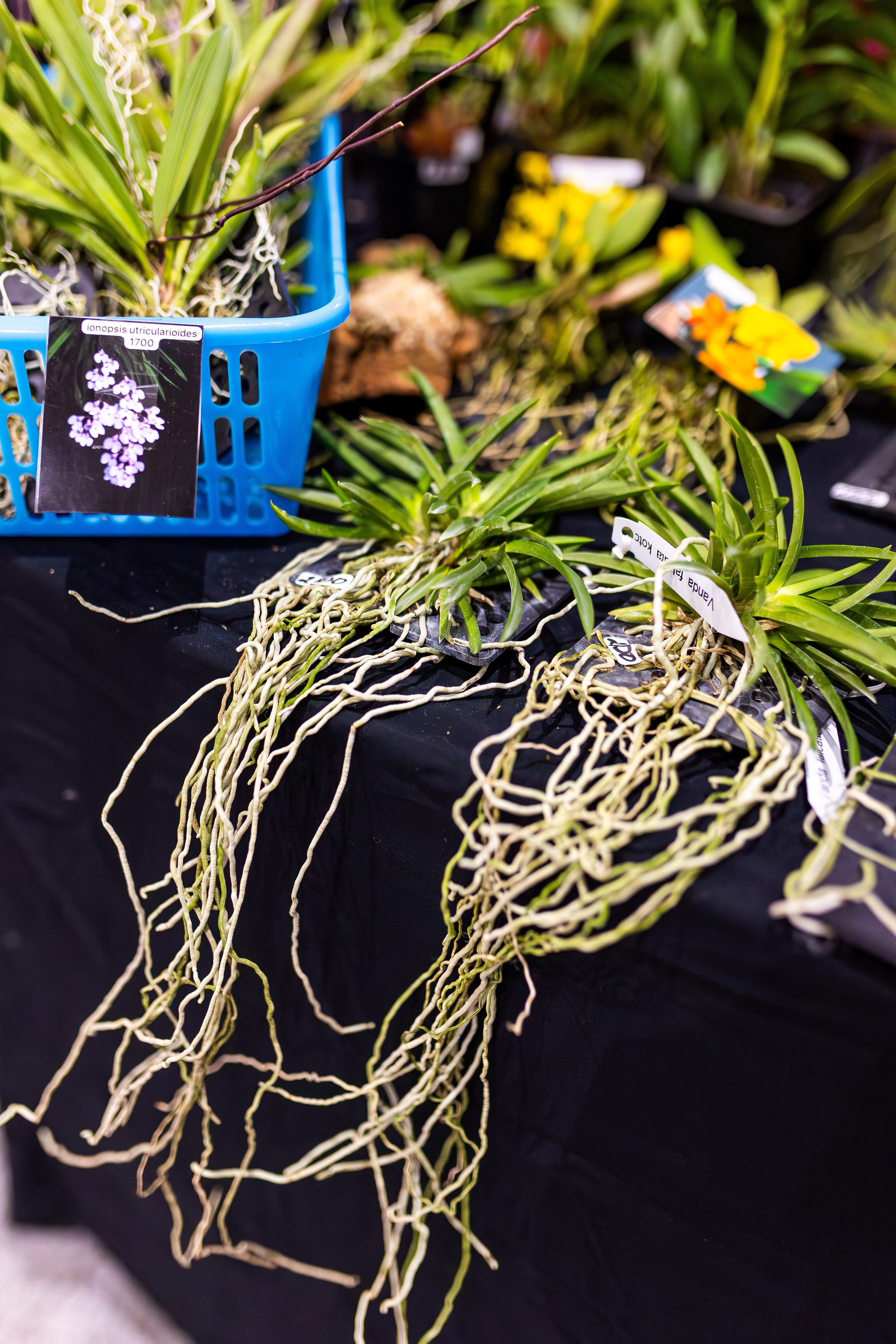 Орхидиум сентябрь 2025. Александра Куликова фотограф, Москва