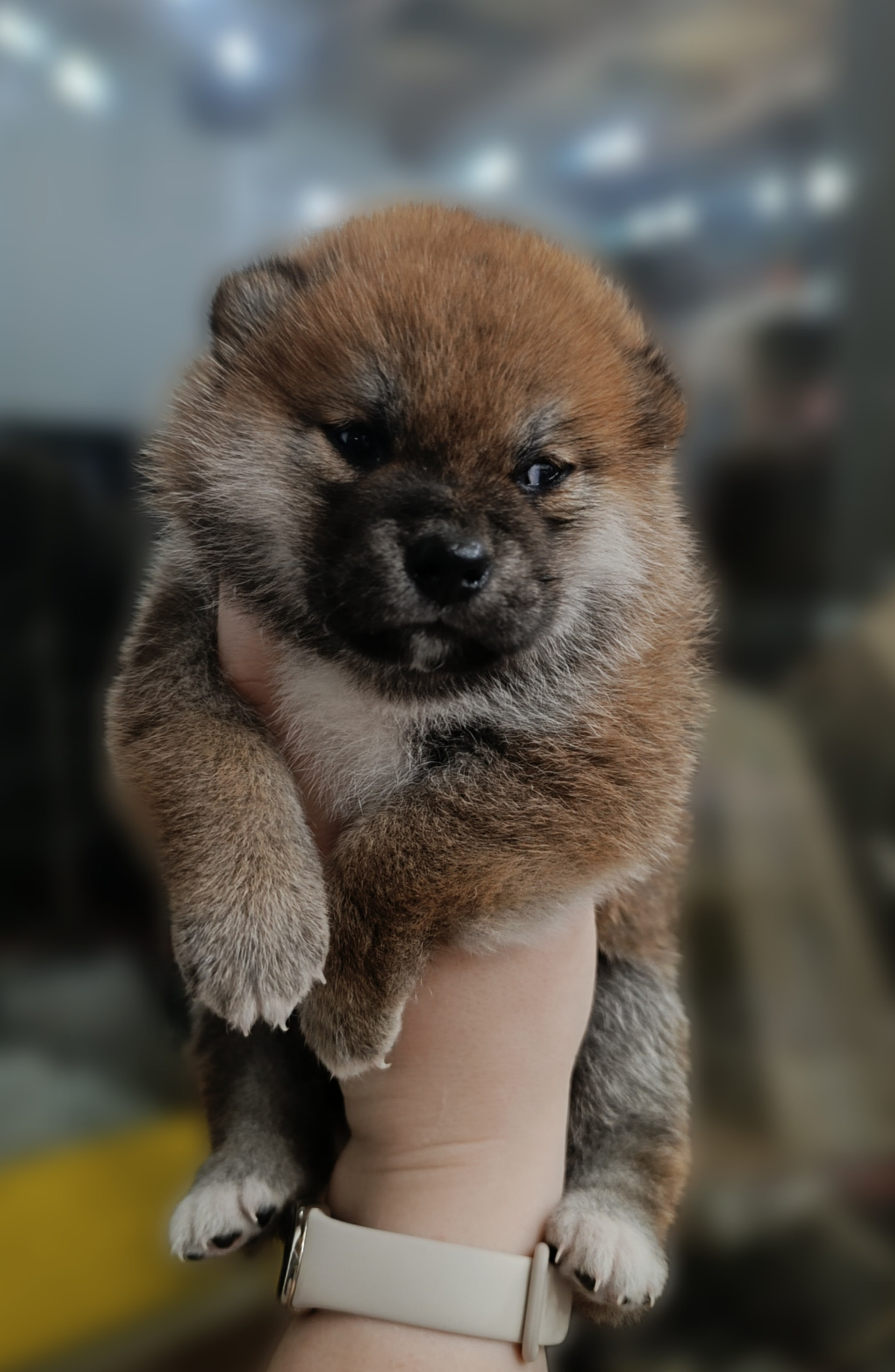 сиба питомник Рубилайт щенки на продажу rubylight  сиба щенки купить СПб Санкт-Петербург 