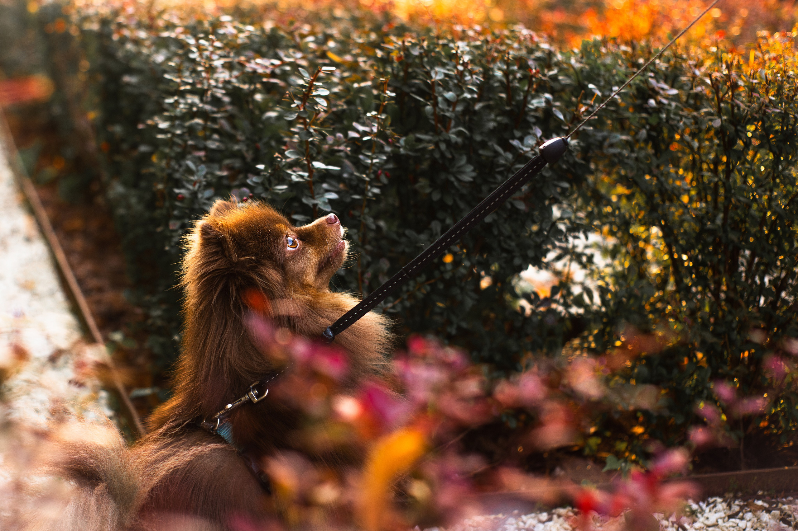Настя и Жульен. Фотограф-анималист Мария Баркевич | Москва