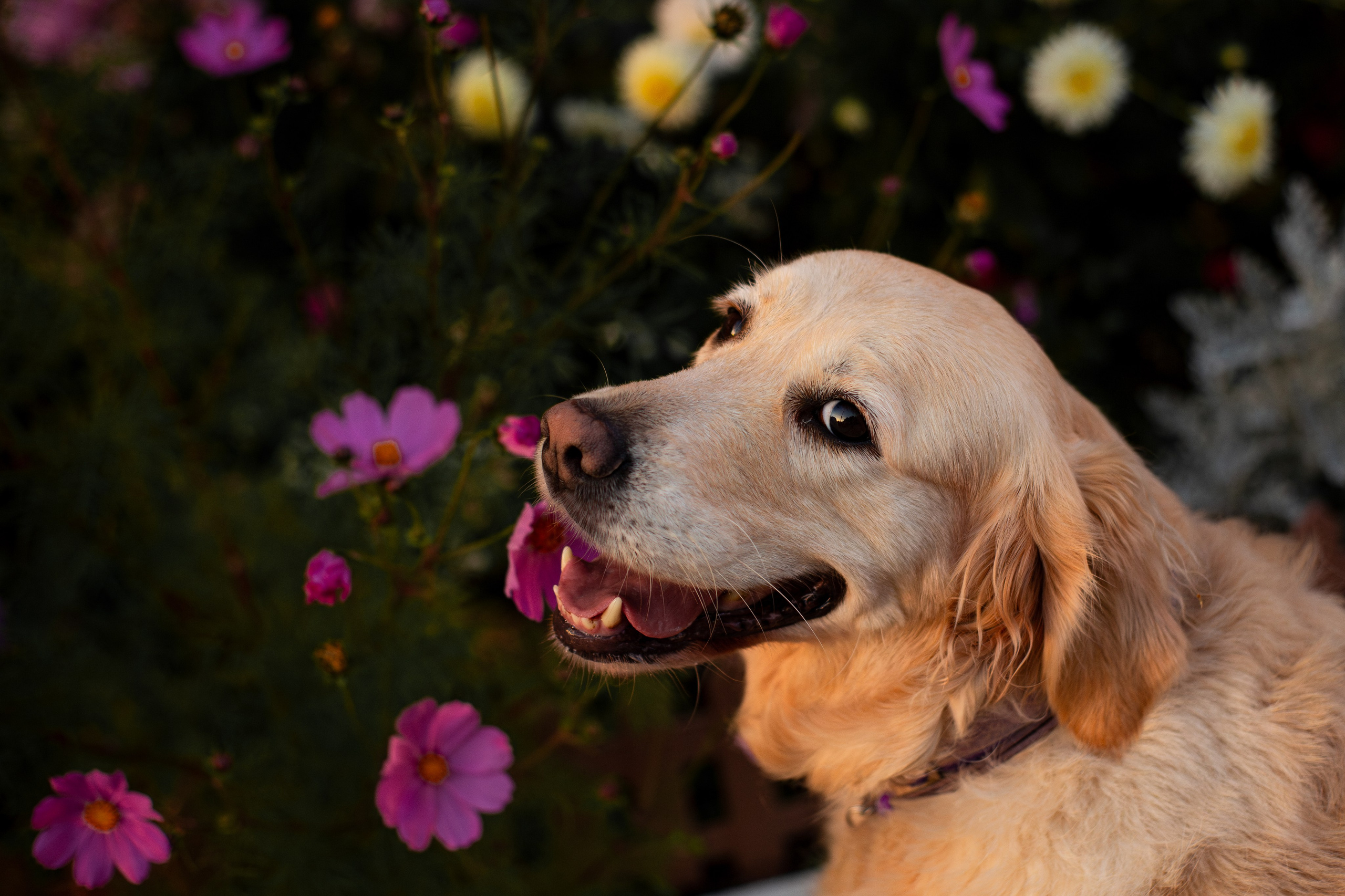 Юля и Мэй. Фотограф-анималист Мария Баркевич | Москва