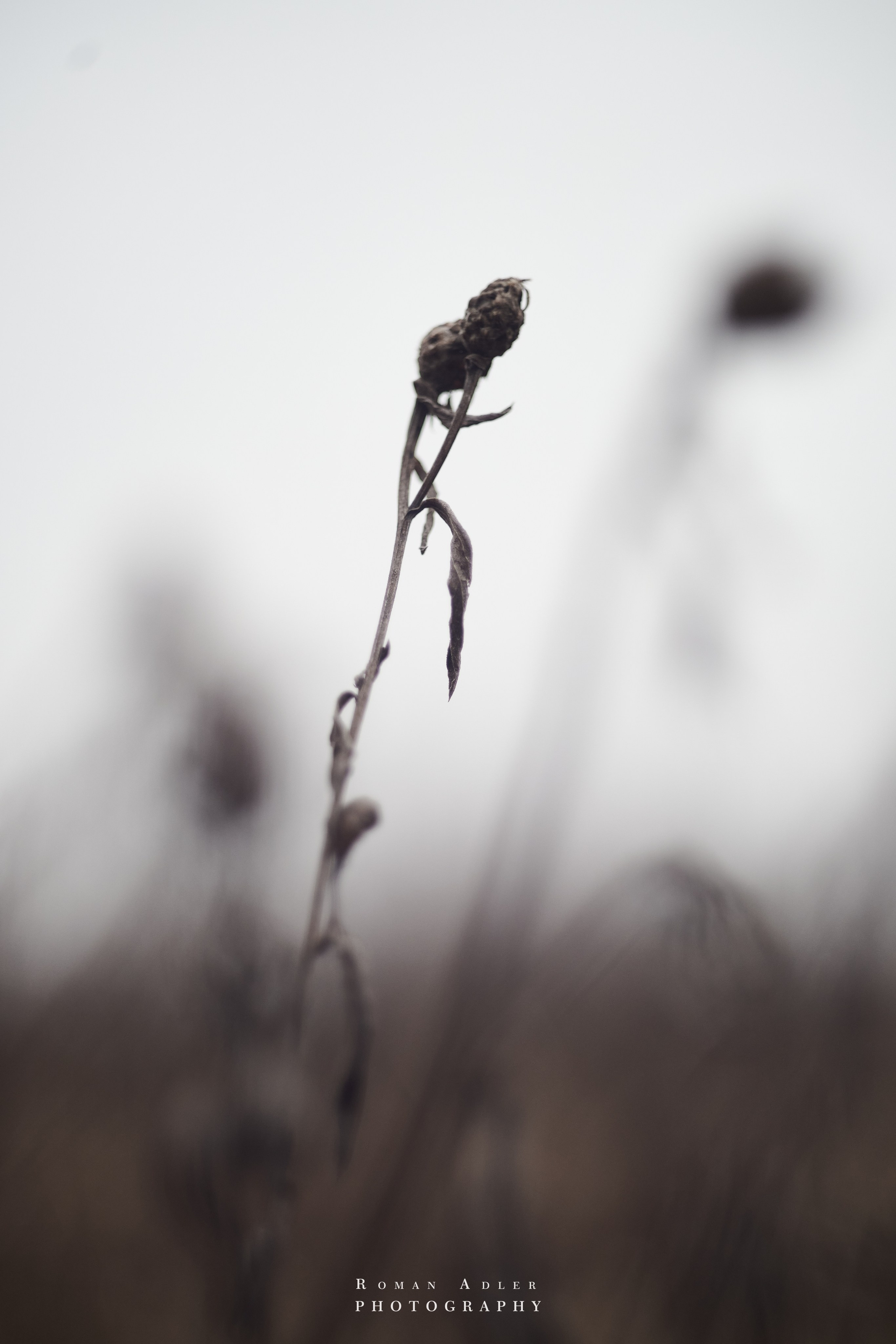 Февральский лес. Фотограф Роман Адлер