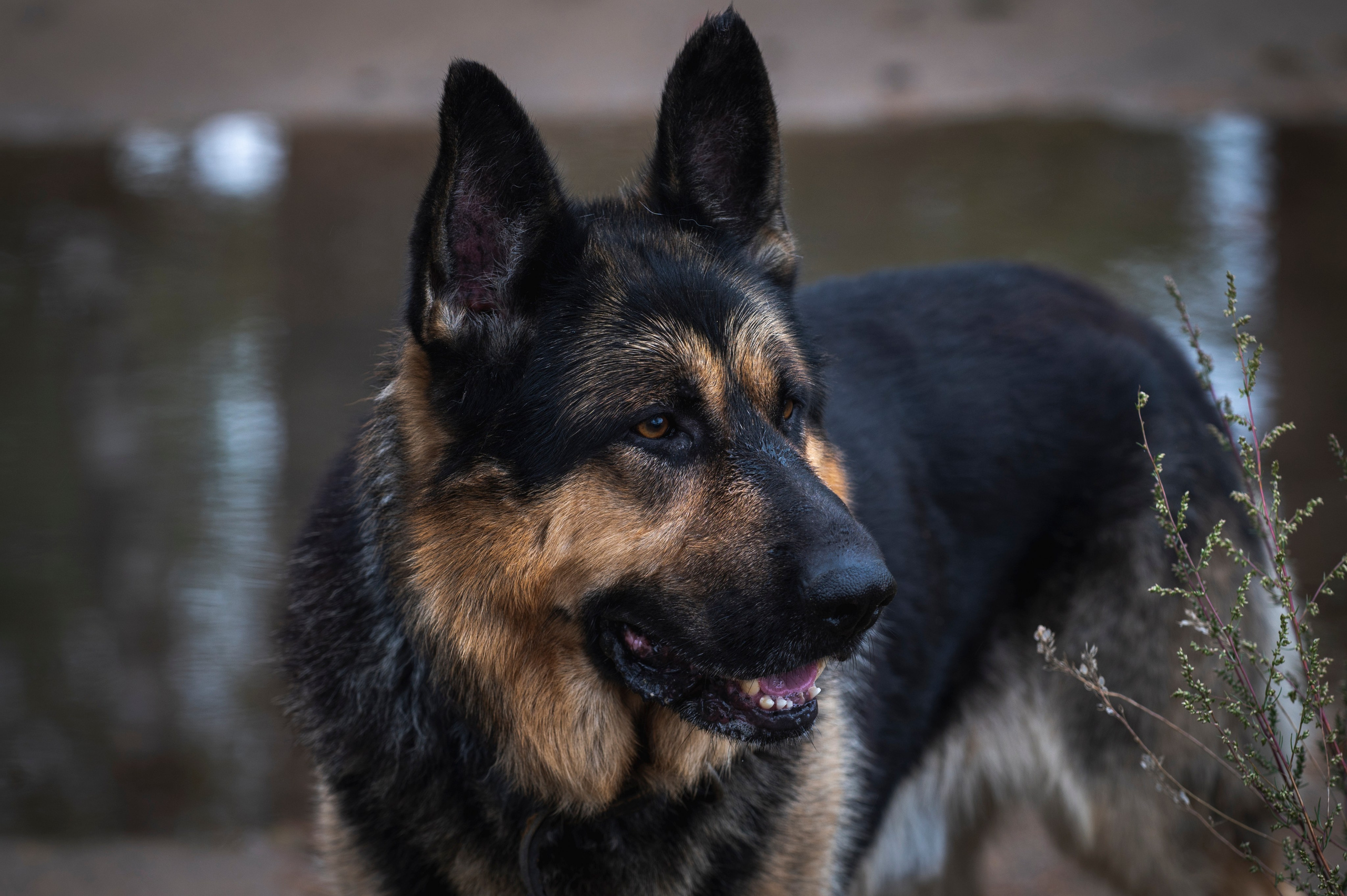 Фотопрогулка ДР. Фотограф Роман Адлер