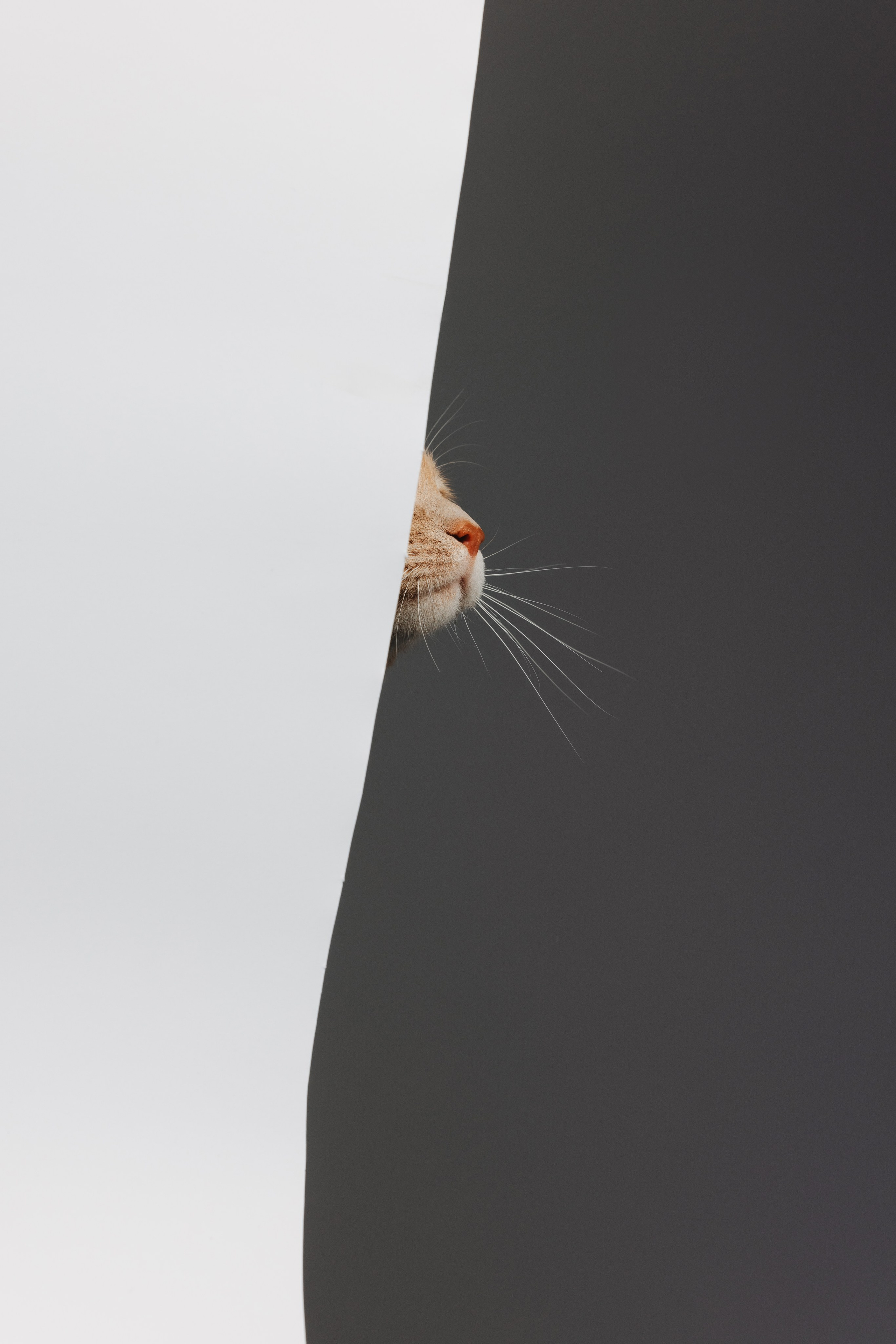 Коты Сет и Квентин. Фотограф анималист Осипчикова Мария