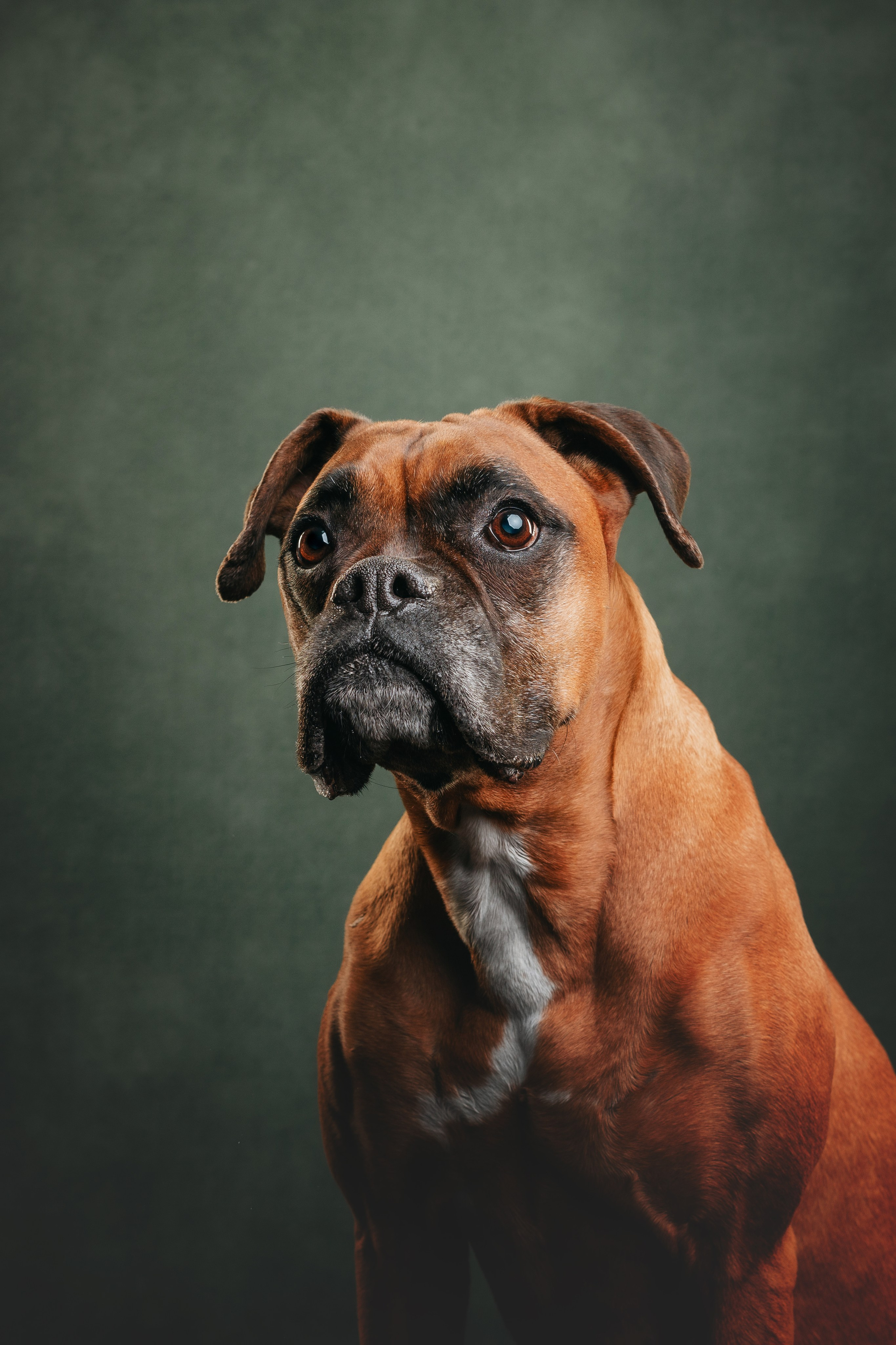 Боксер Челси. Фотограф анималист Осипчикова Мария