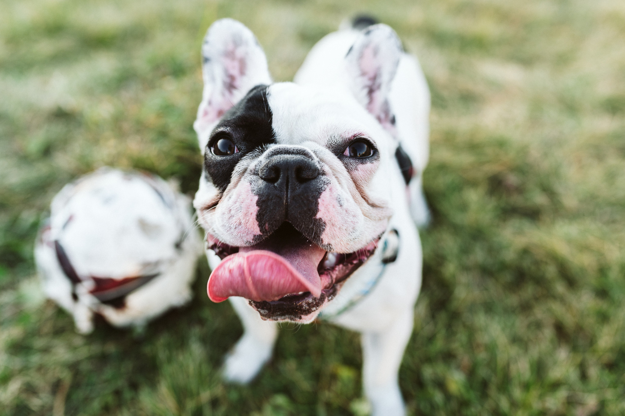 Инна и Белль. Фотограф анималист в Москве Ольга Агушева