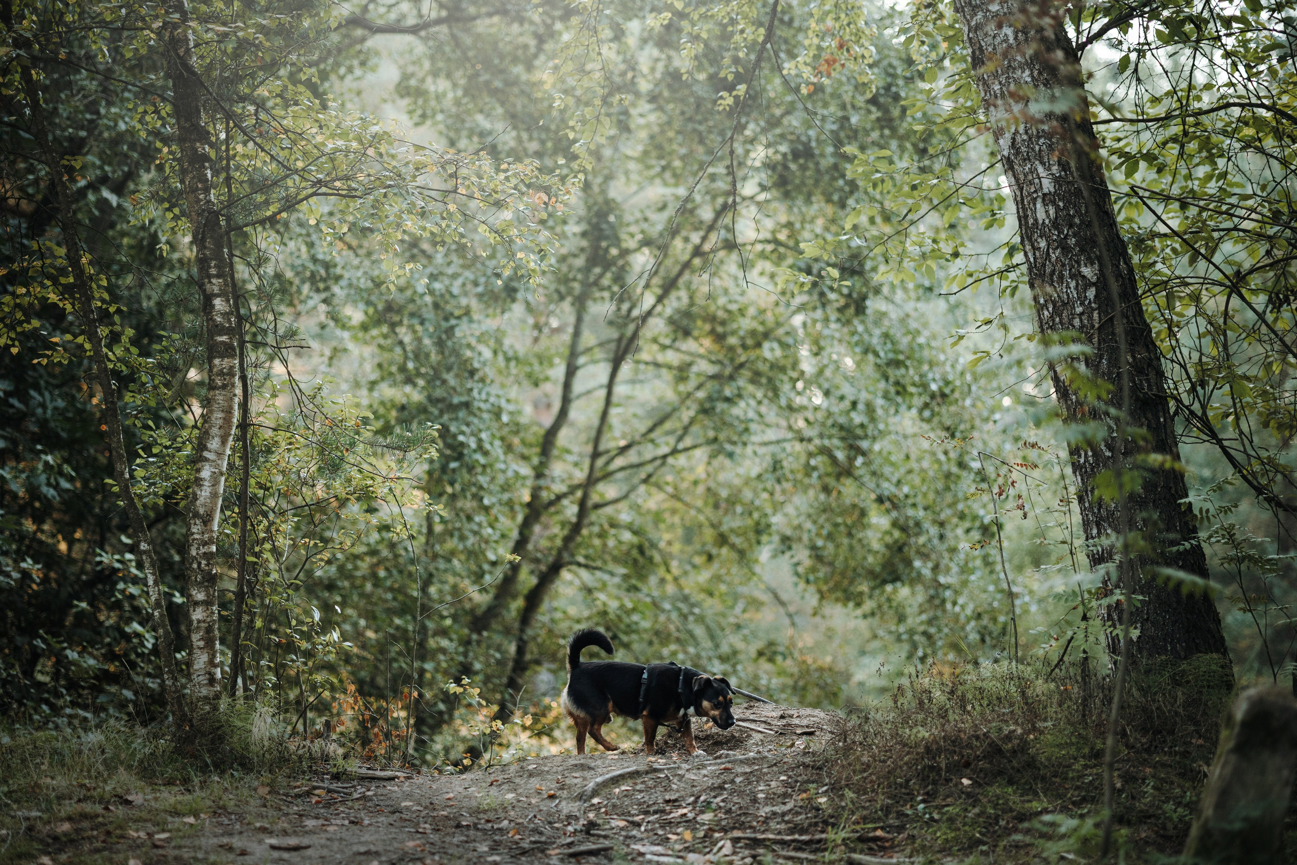 Ольга и Рекс. Фотограф — Анималист | Санкт-Петербург