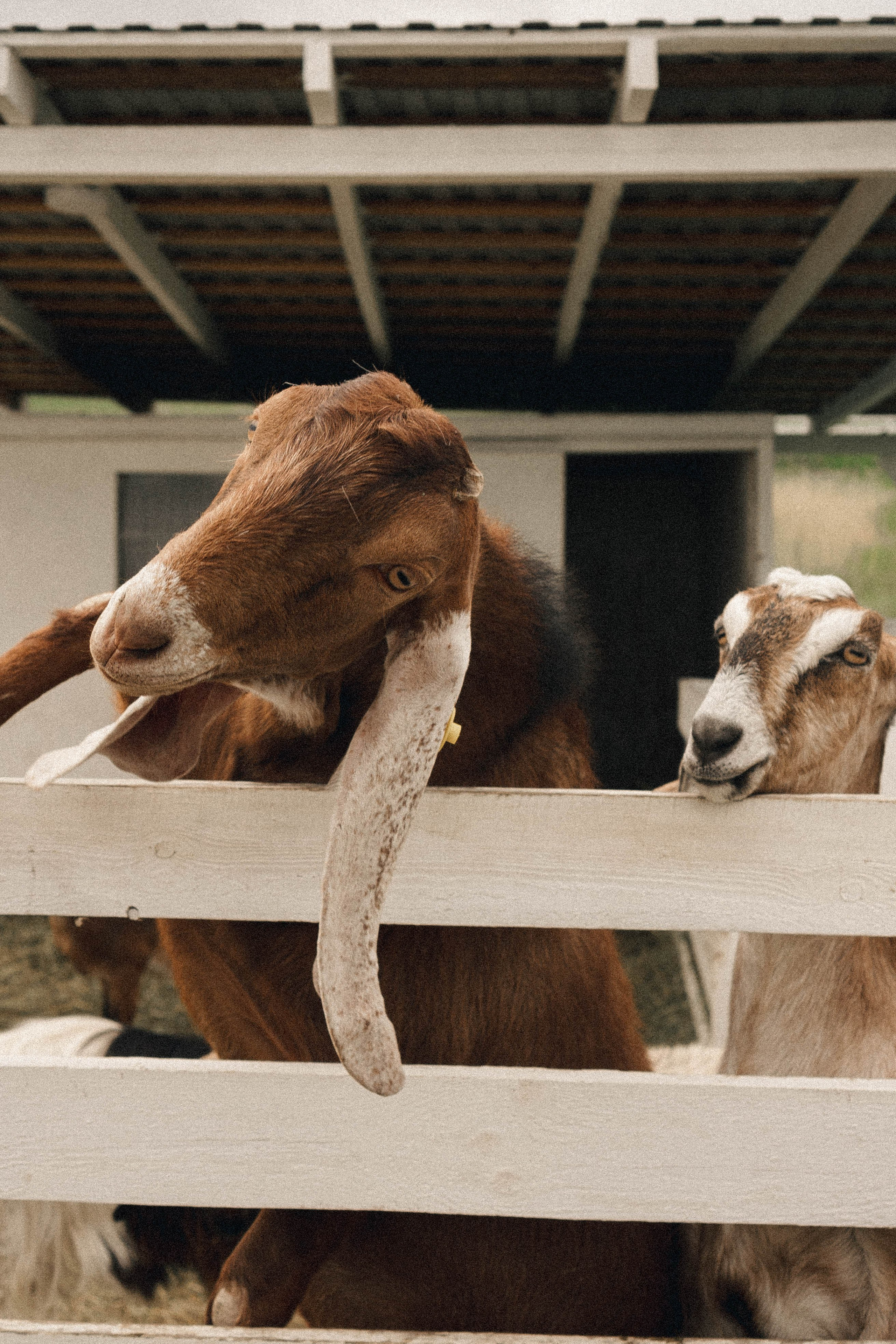 Ферма Альпак. Профессиональный фотограф, Санкт-Петербург — Виктория Богомолова