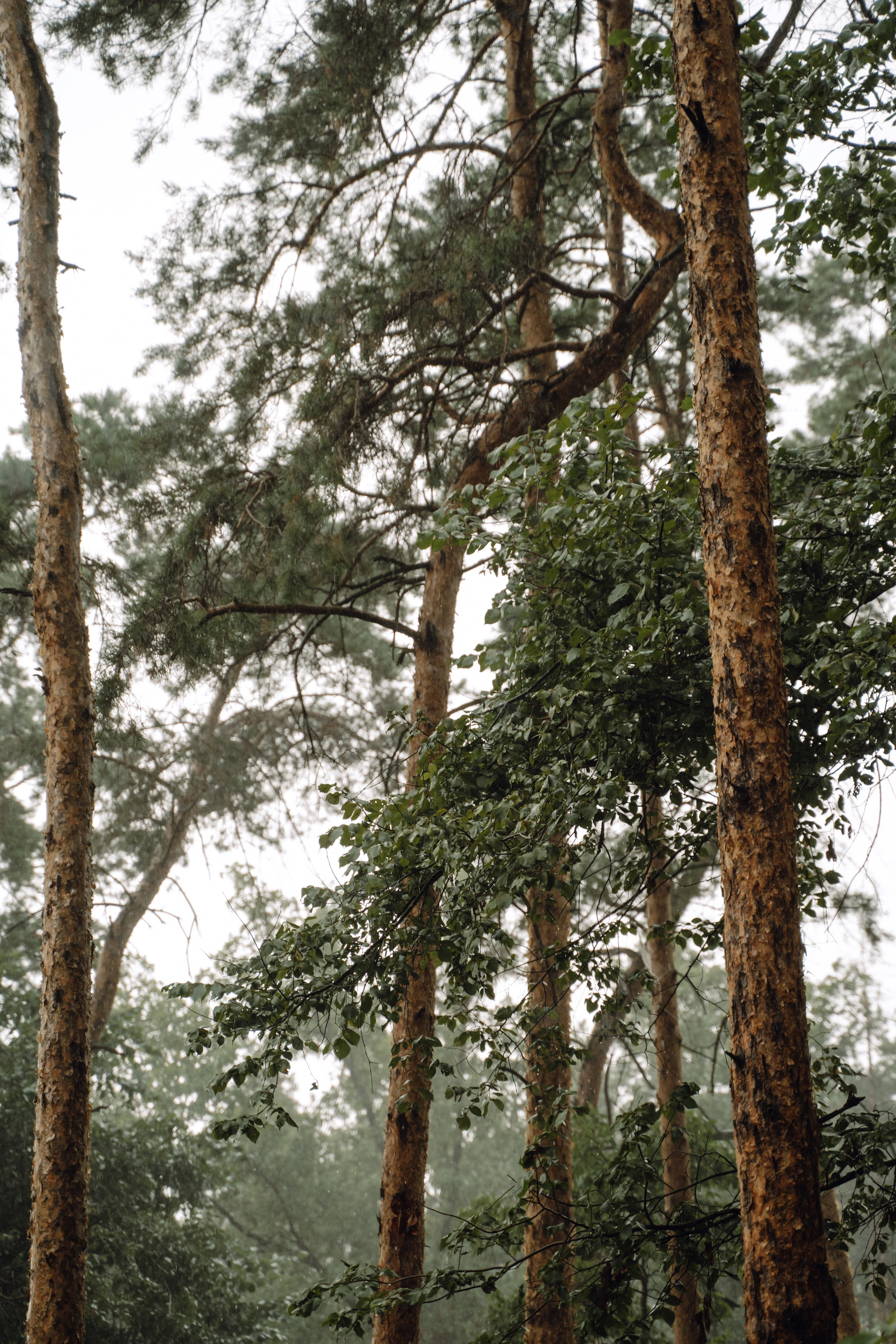 Денис и Лера. Свадебный фотограф Анжелика Сариева