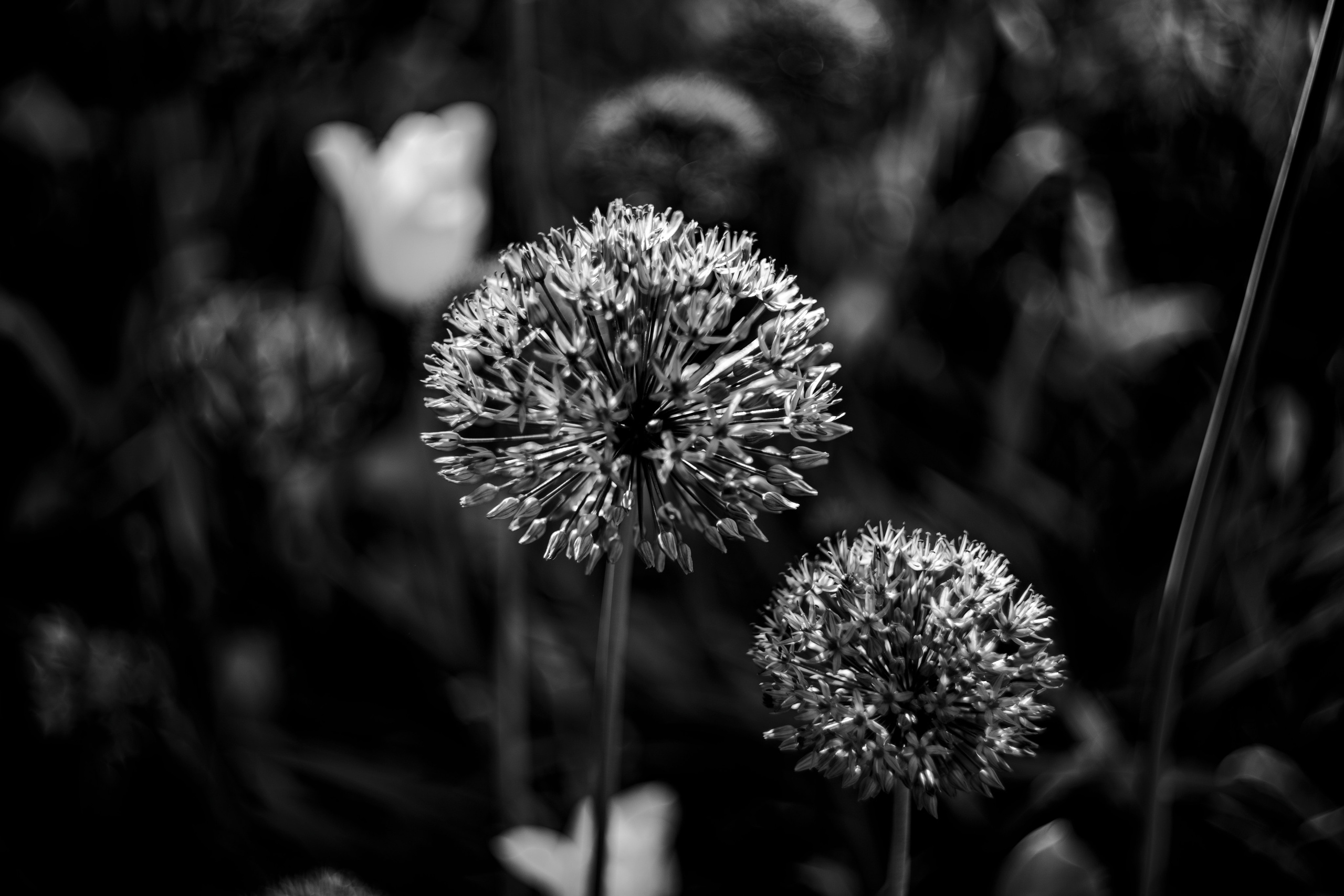 Монохромная Москва. Легкая фотография