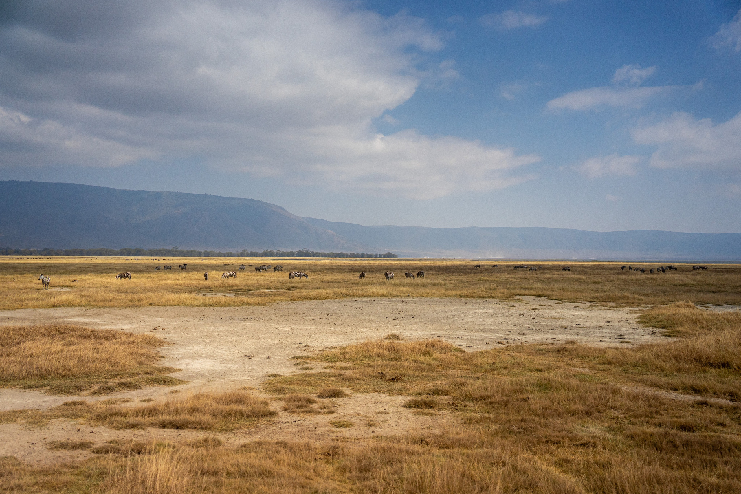 Танзания, сафари, 2025. Творческие сьемки