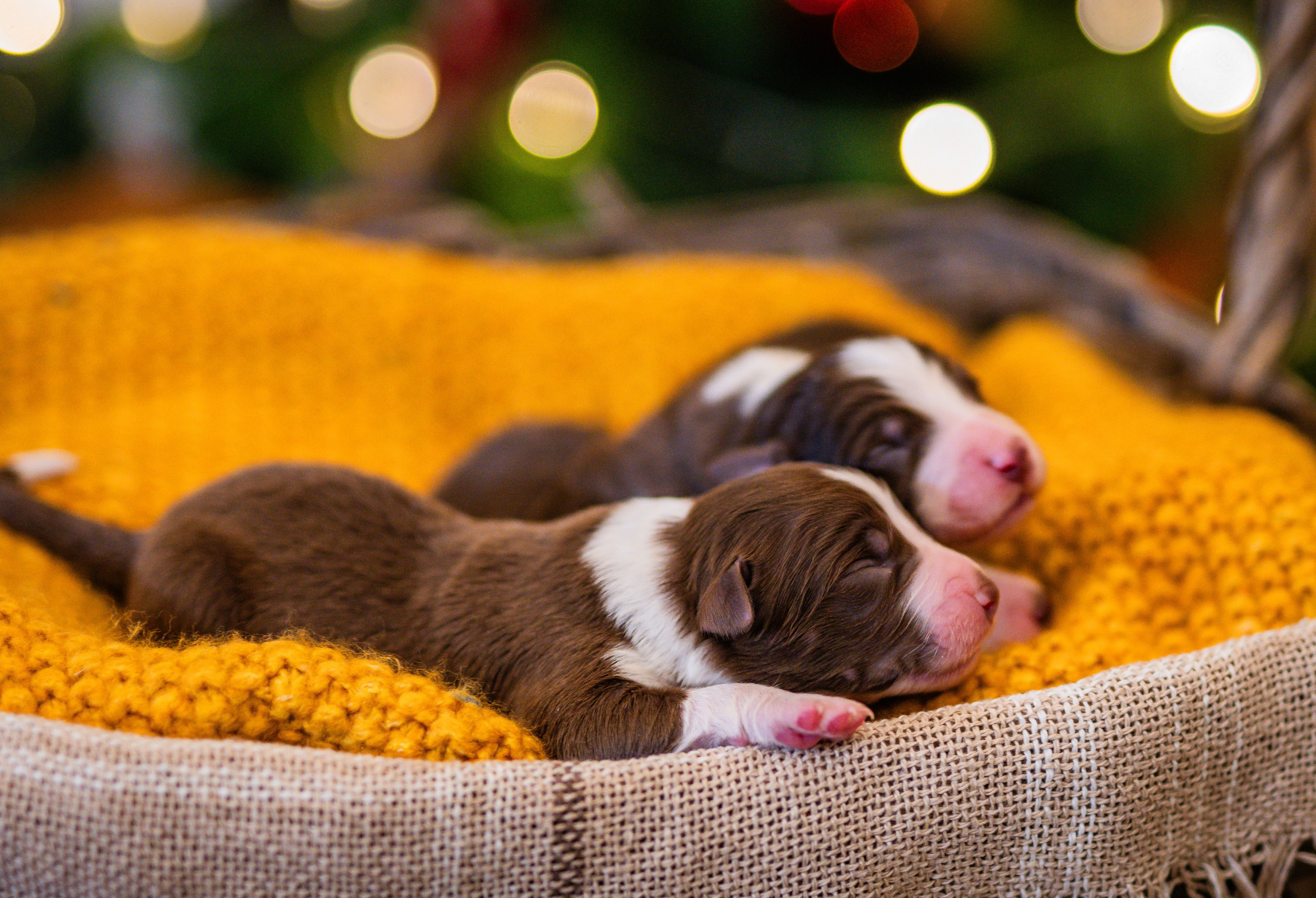 Фритсвит. Семейный фотограф Ефремова Виктория
