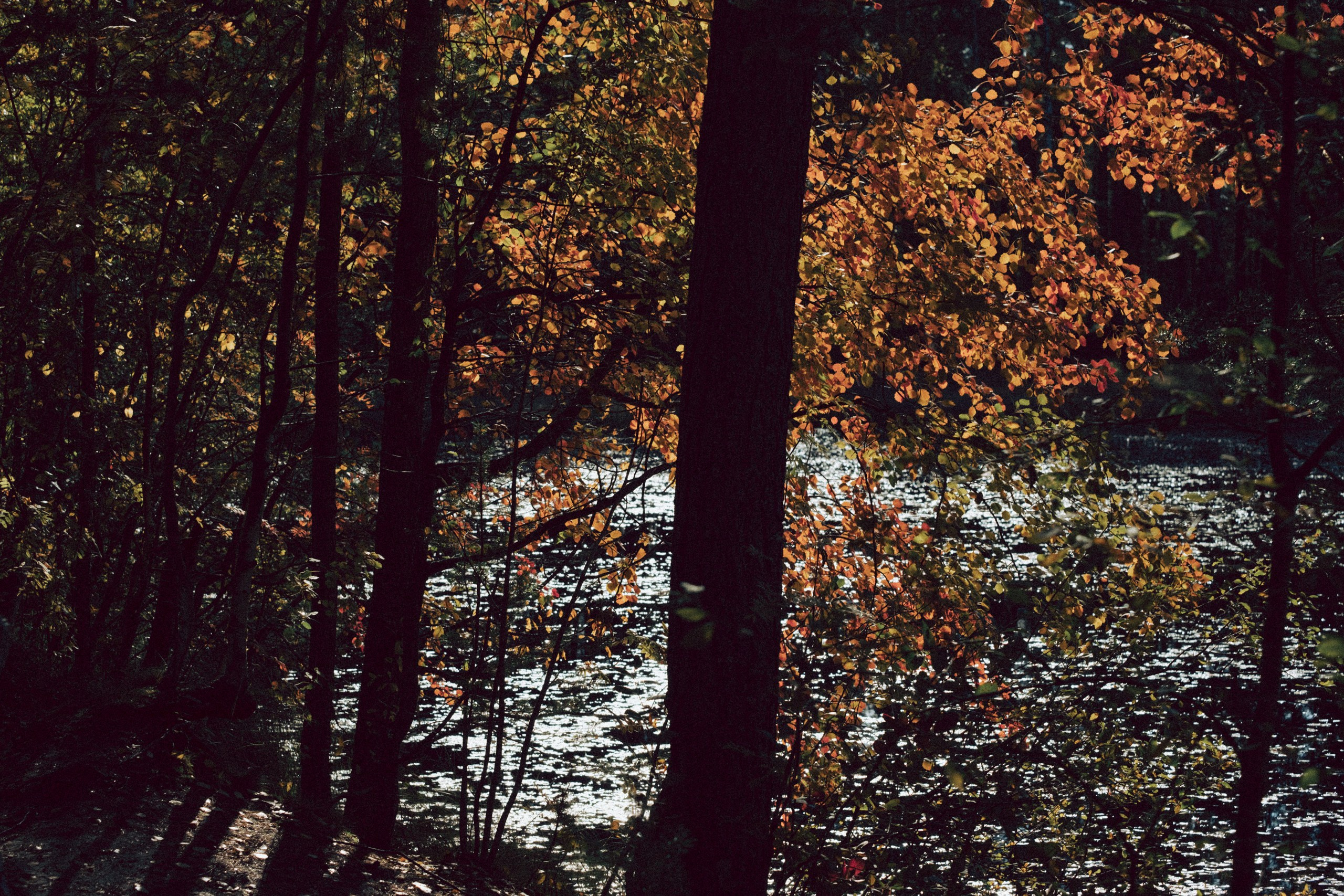 Осеняя прогулка. Профессиональный фотограф, Санкт-Петербург — Виктория Богомолова