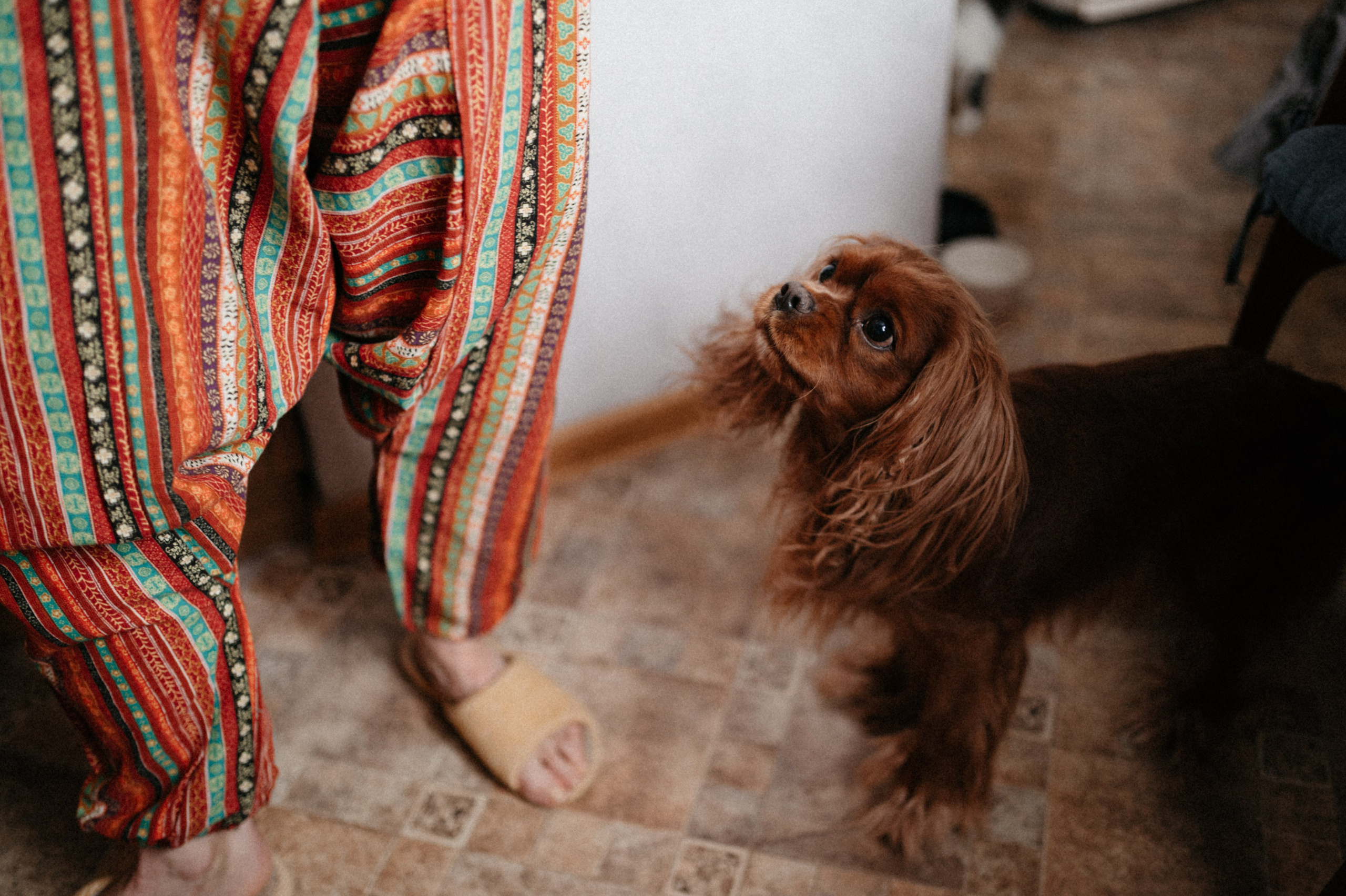 Оля и её меховая банда. Фотограф анималист в Москве Ольга Агушева