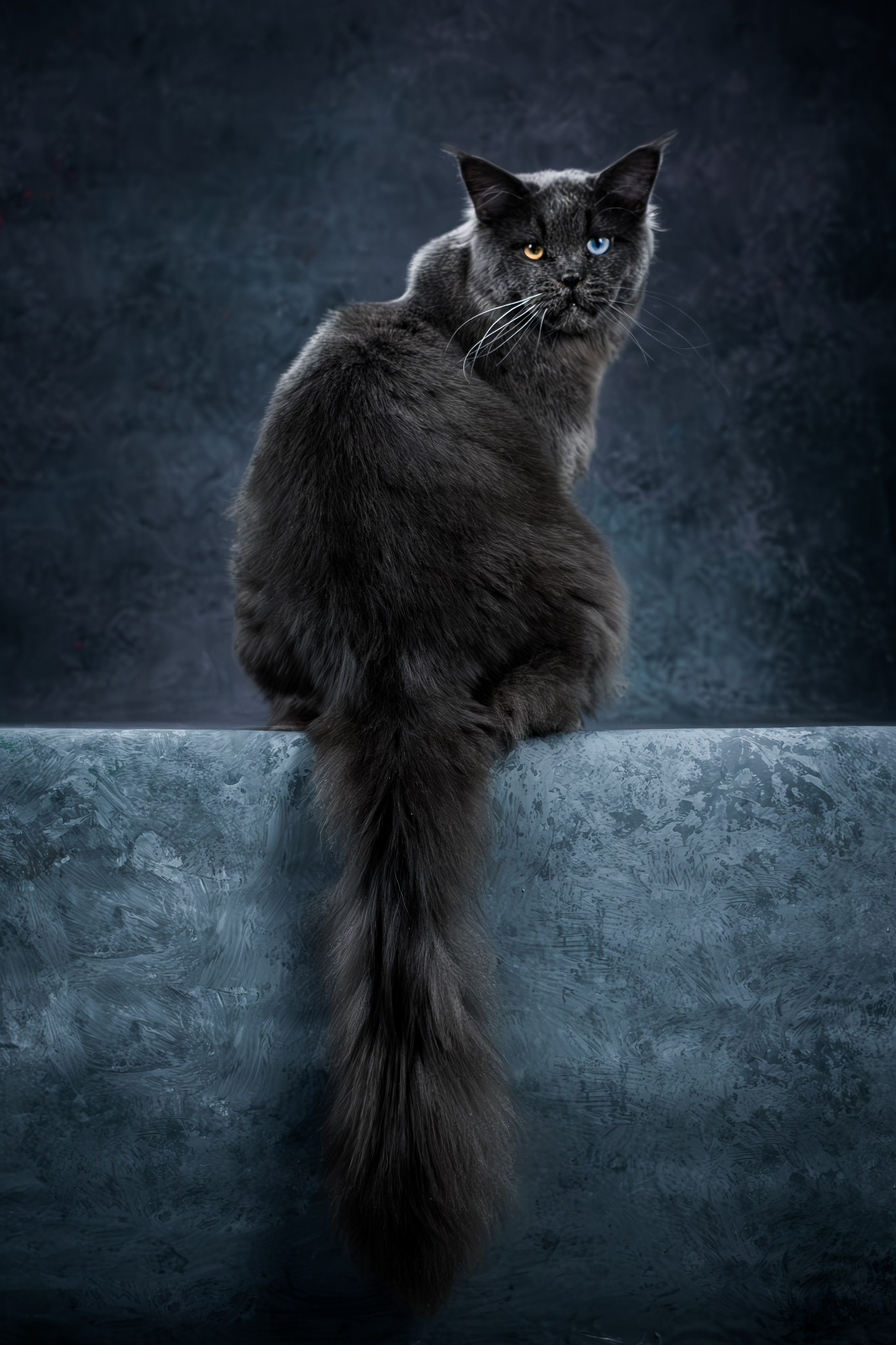 Мейн-куны для Анастасии. Зоофотограф, фотограф животных в Москве и области Дина Дамоцева