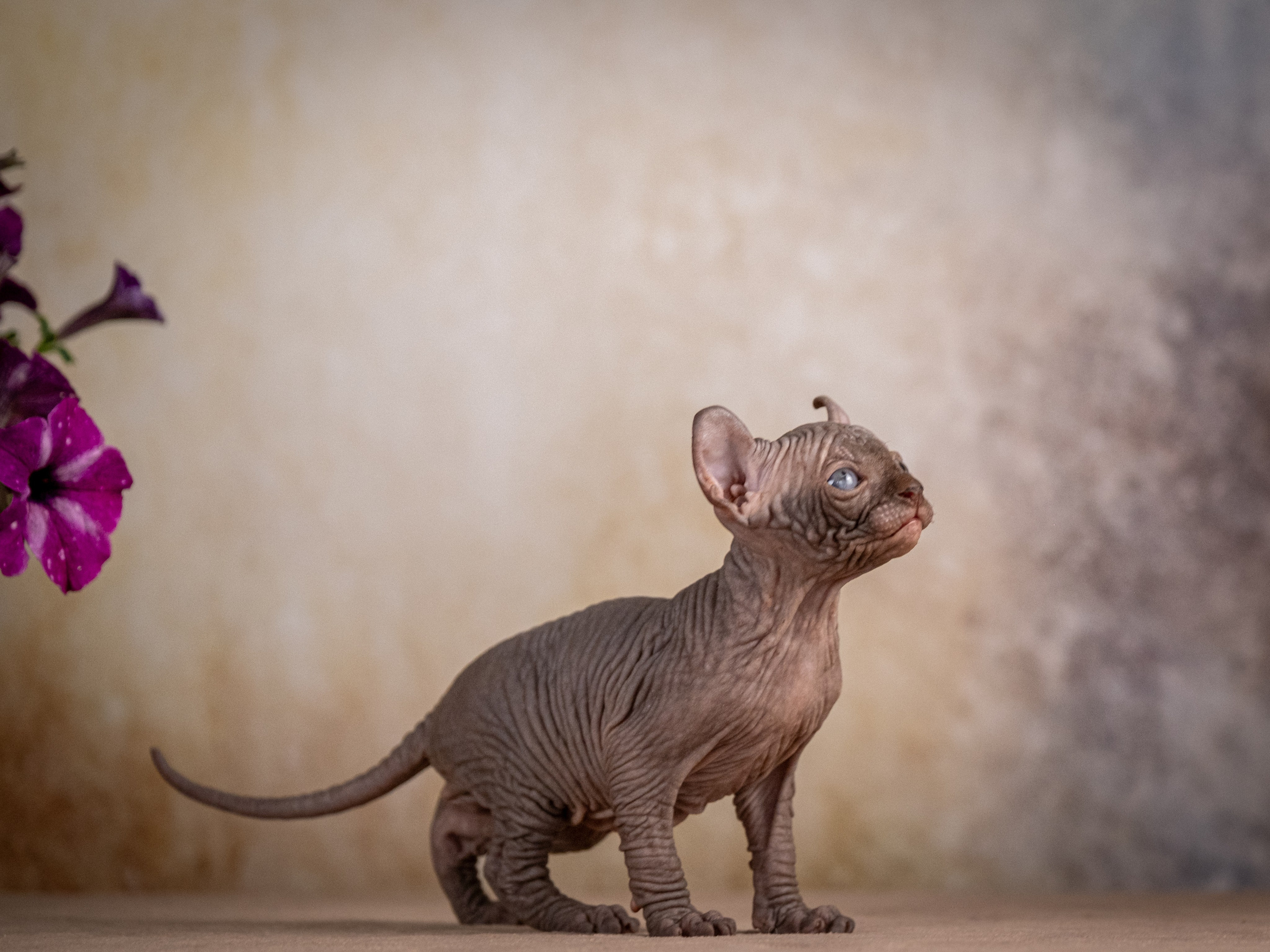Сфинксы и эльфы для Никиты!. Зоофотограф, фотограф животных в Москве и области Дина Дамоцева