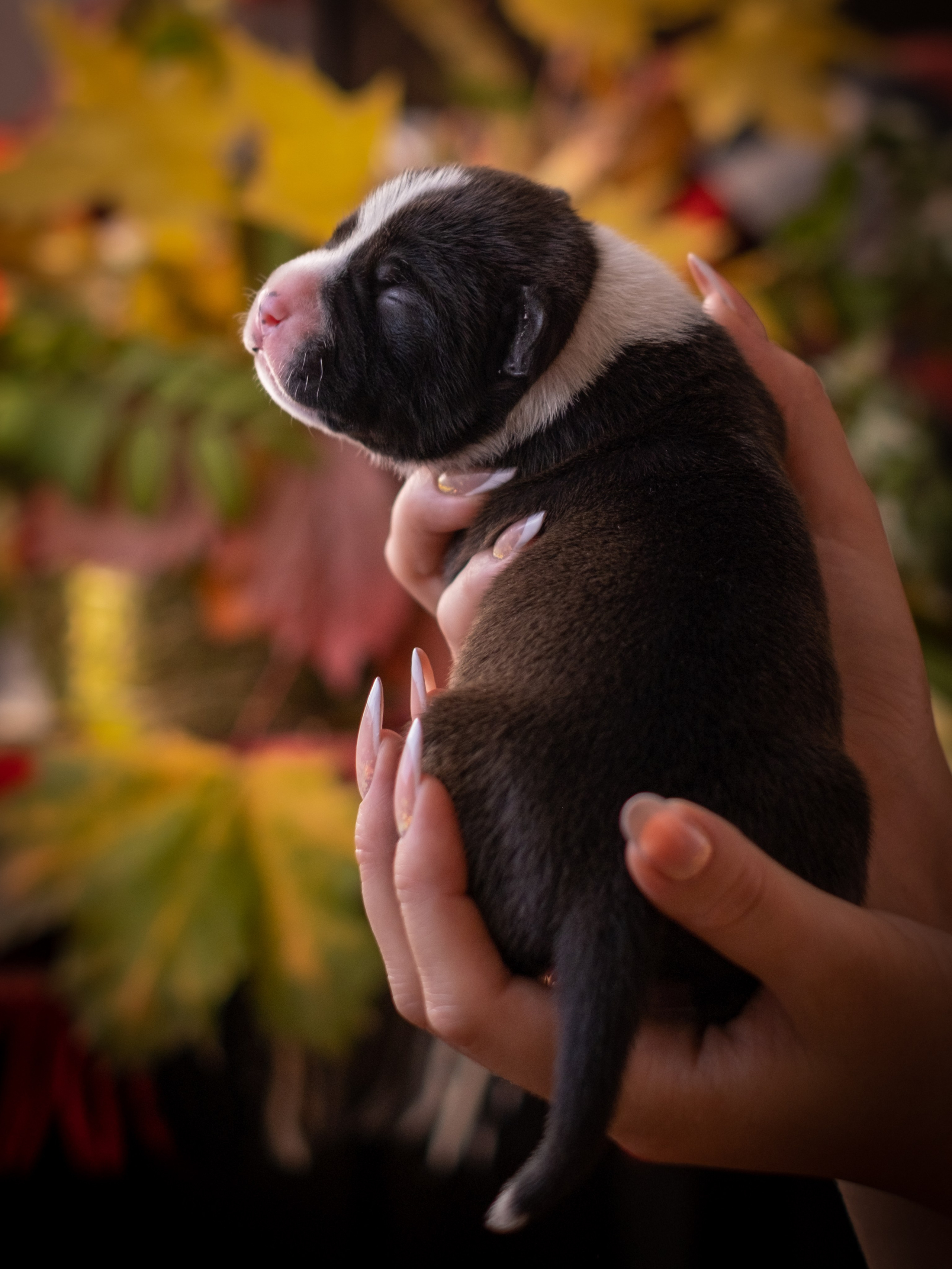 Новорожденные АСТ для Алиночки). Зоофотограф, фотограф животных в Москве и области Дина Дамоцева