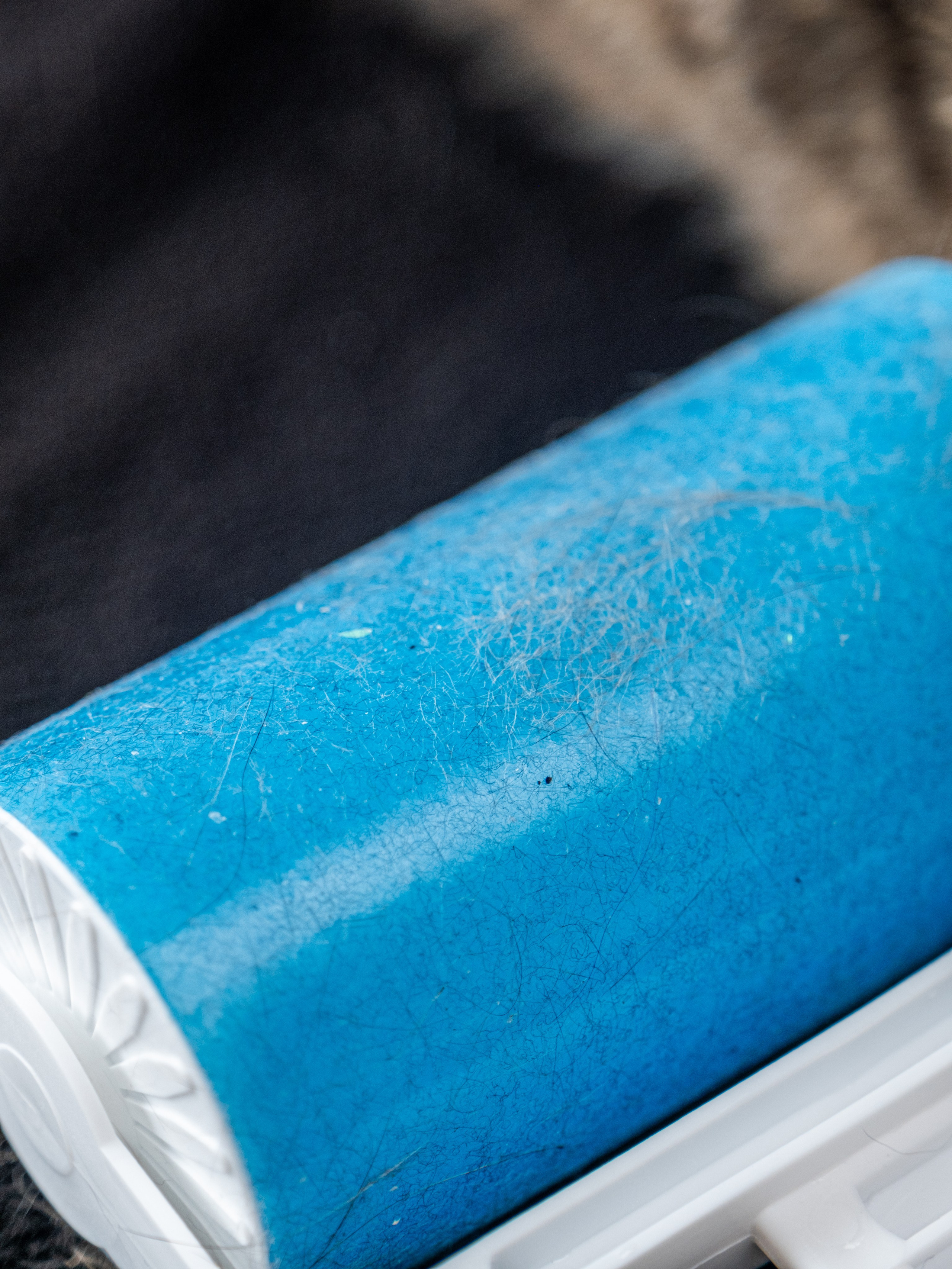 Пуходерка и ролик для очистки одежды для Александра!. Зоофотограф, фотограф животных в Москве и области Дина Дамоцева