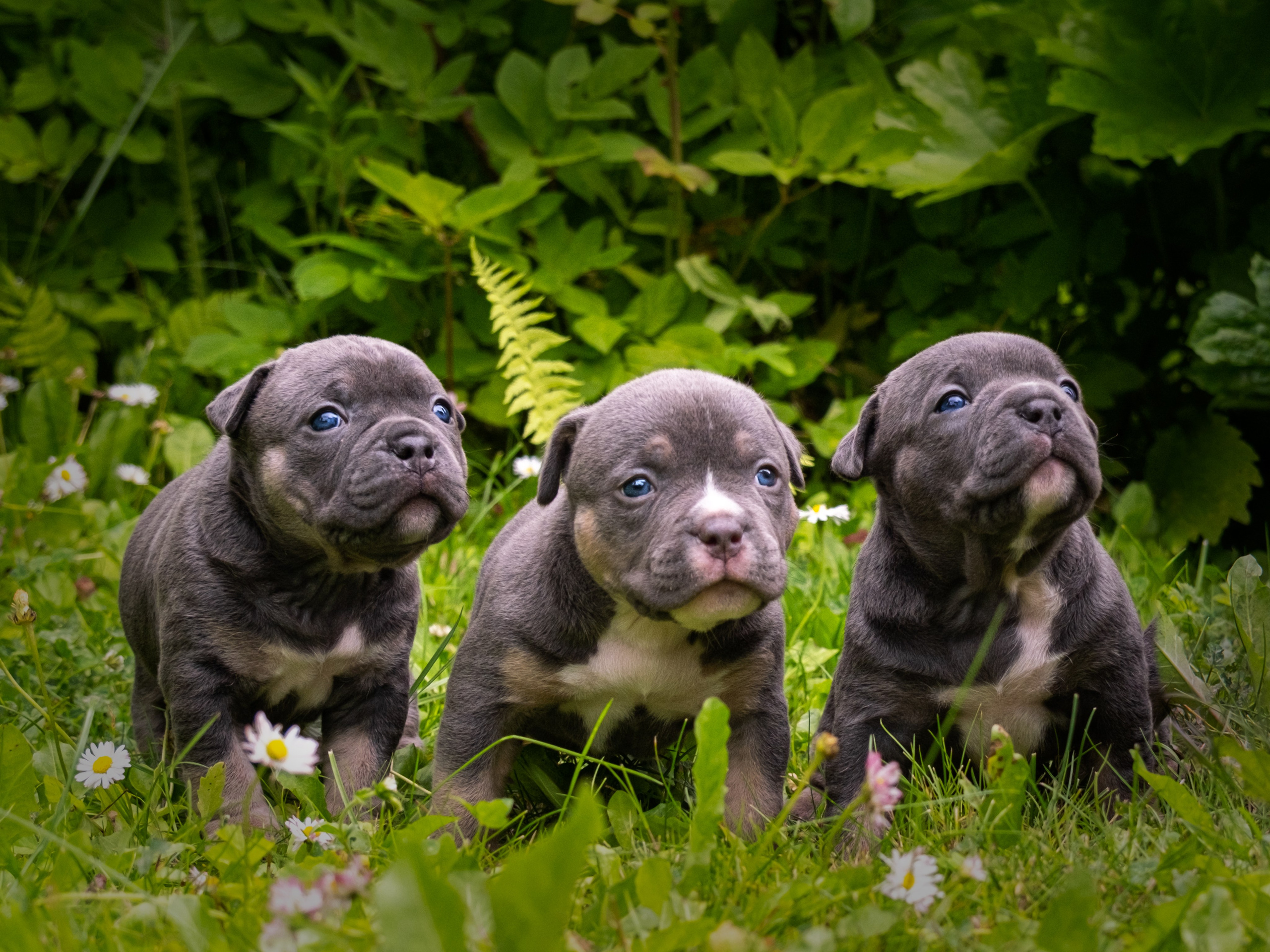 Американские булли для Ирины. Зоофотограф, фотограф животных в Москве и области Дина Дамоцева