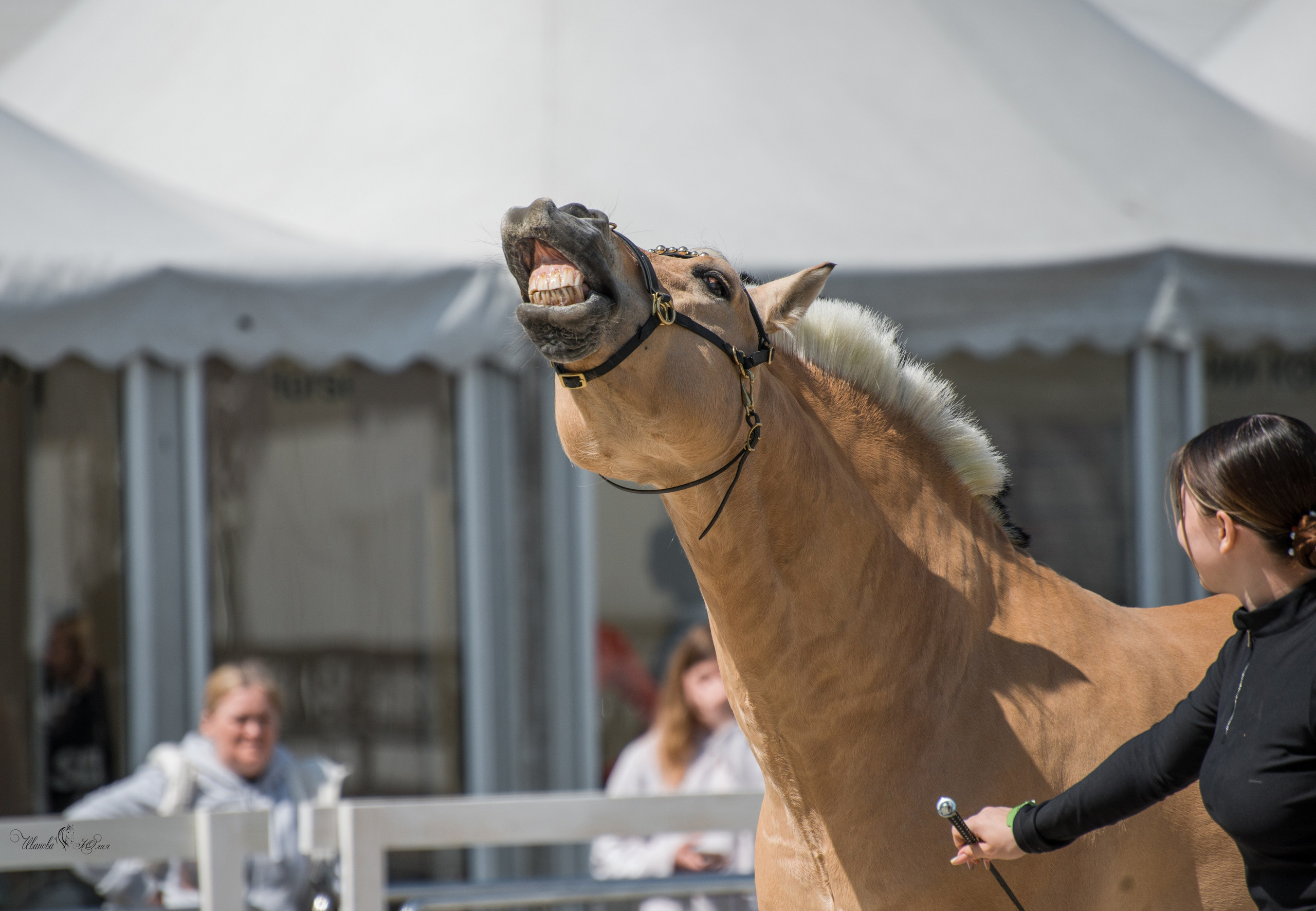Эквирос, Москва. Конный фотограф в Саратове Юлия Иванова