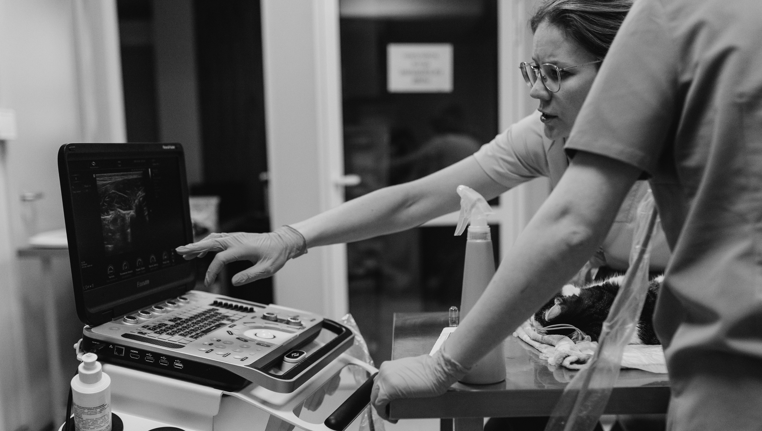 VetLife. Татьяна Афонина | Фотограф