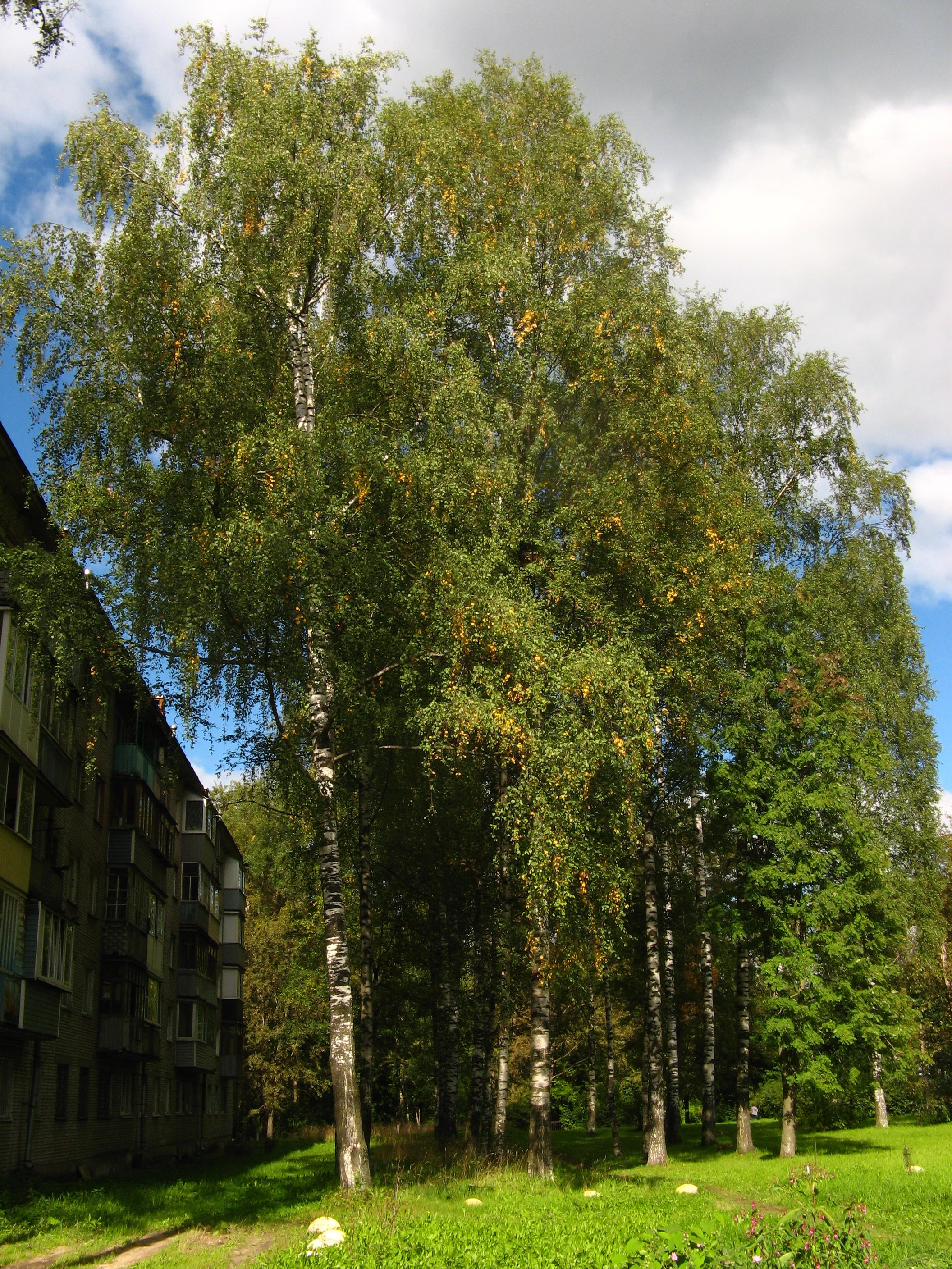 Сентябрь 2025. Den Mirov — Фотограф, Музыкант