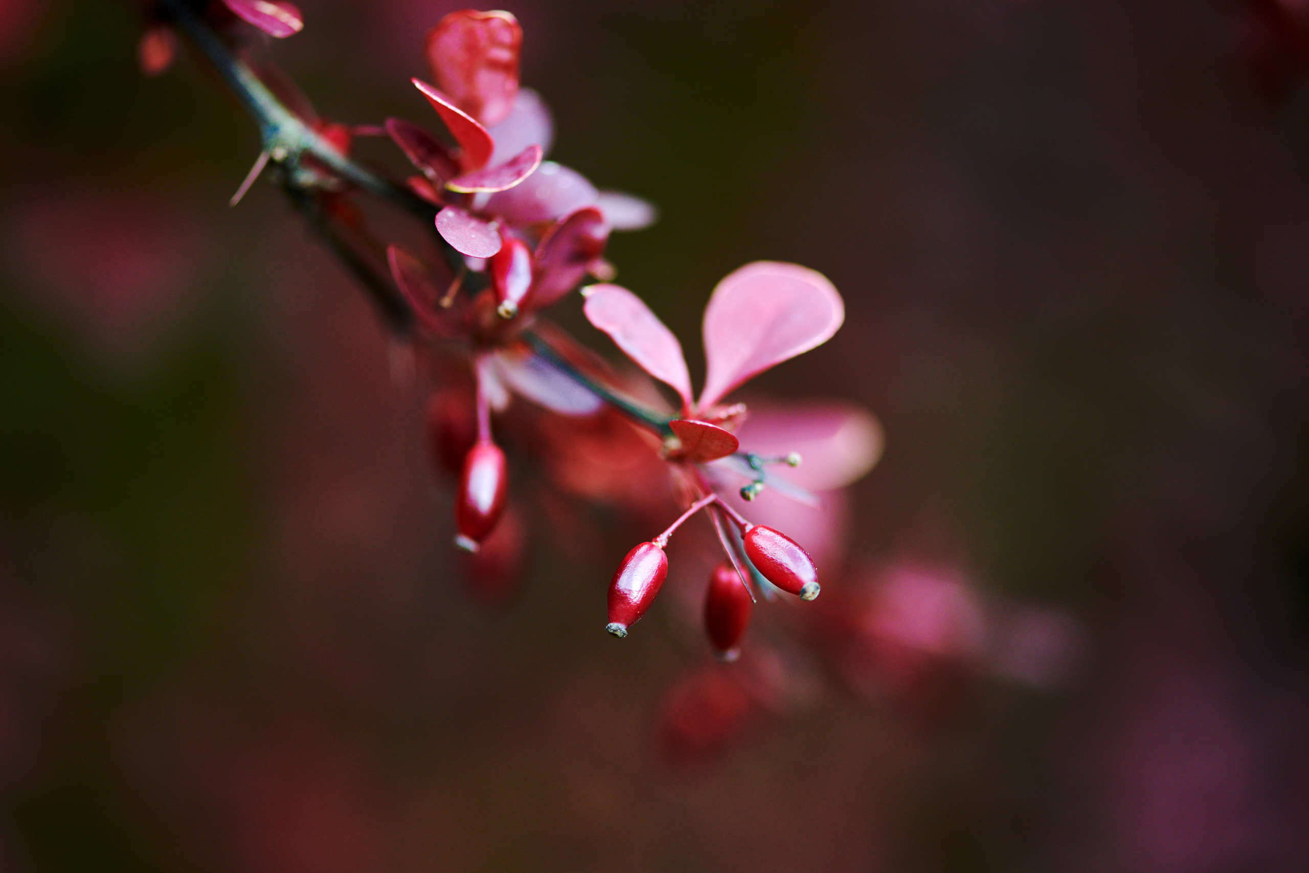 Berries. Nature and macro photography by Elena Zhukova