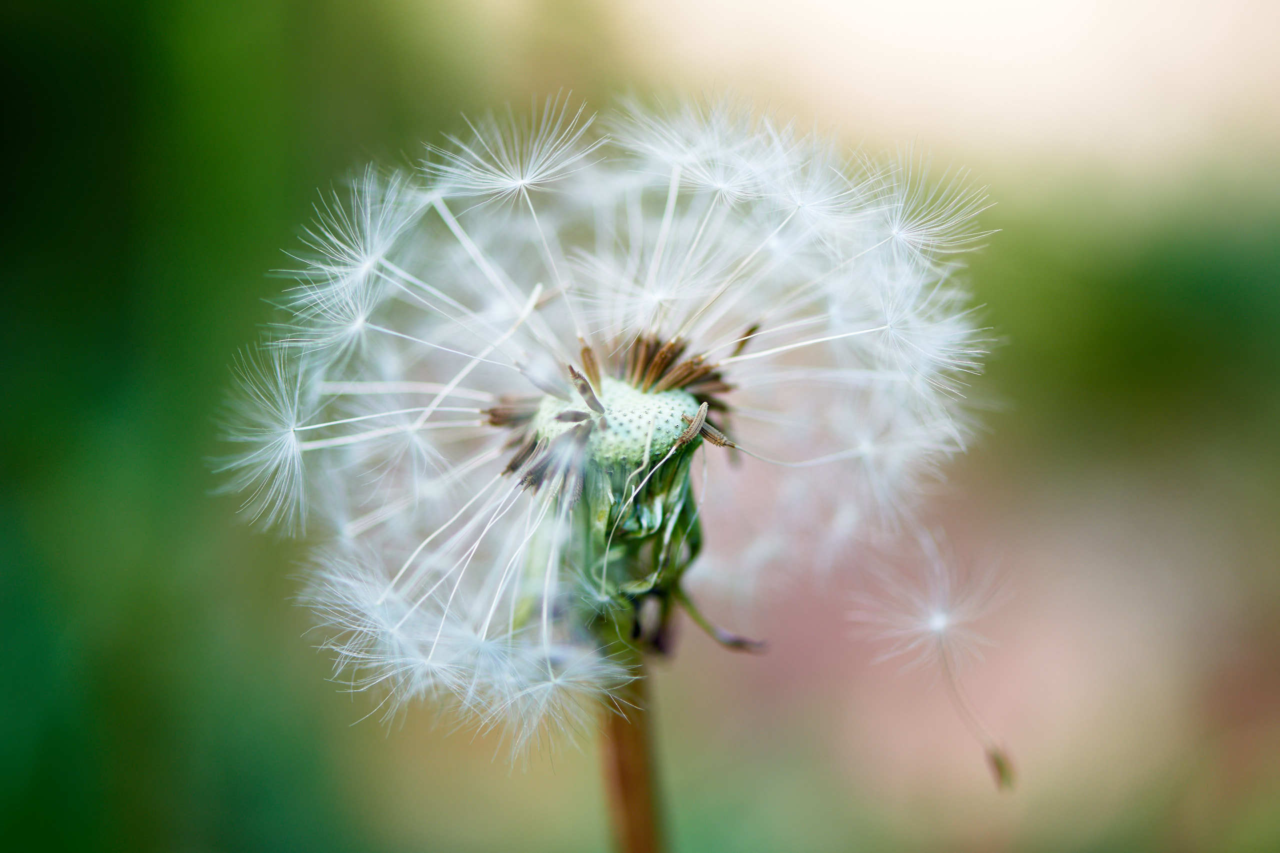 Flowers. Nature and macro photography by Elena Zhukova