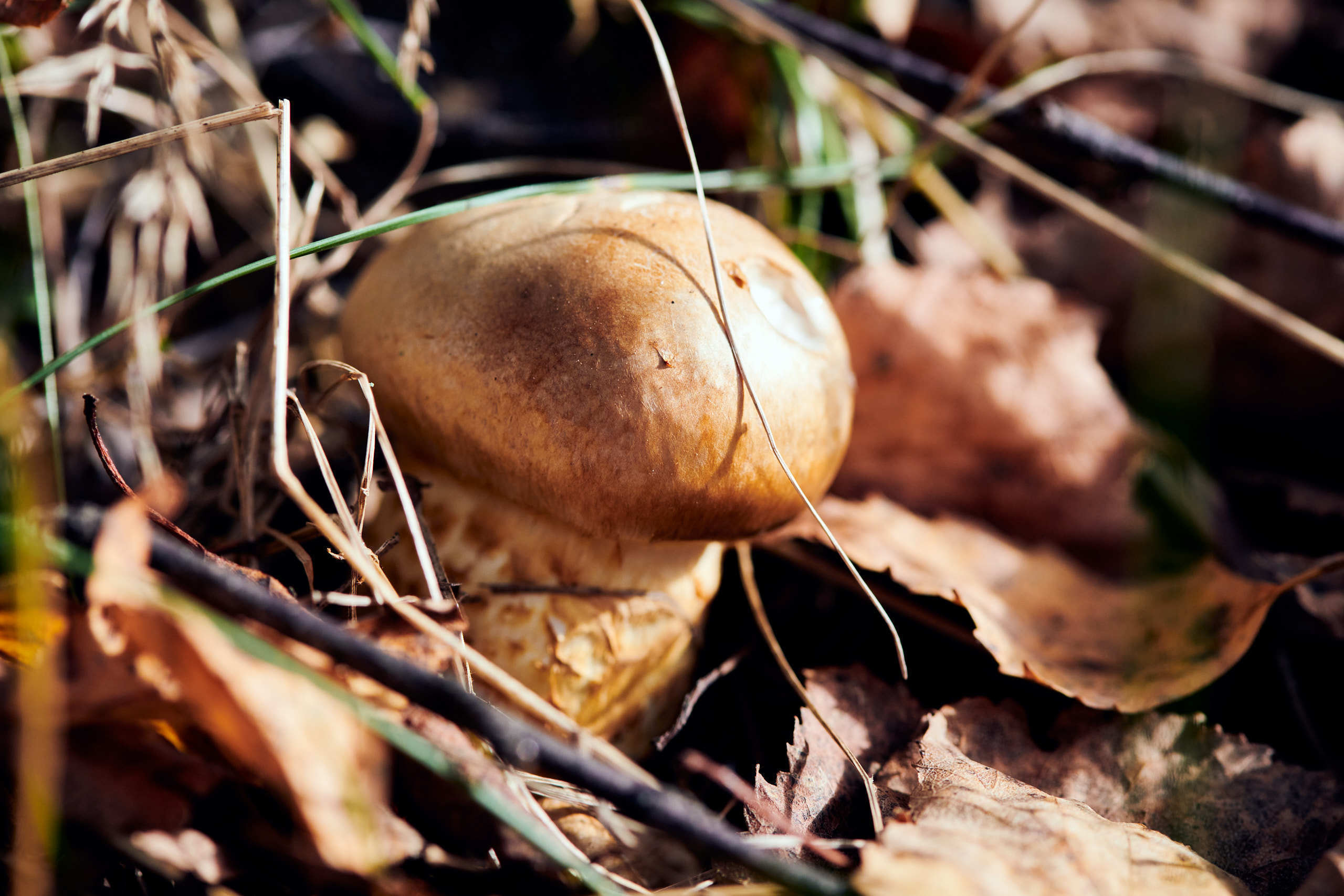 Harvest. Nature and macro photography by Elena Zhukova