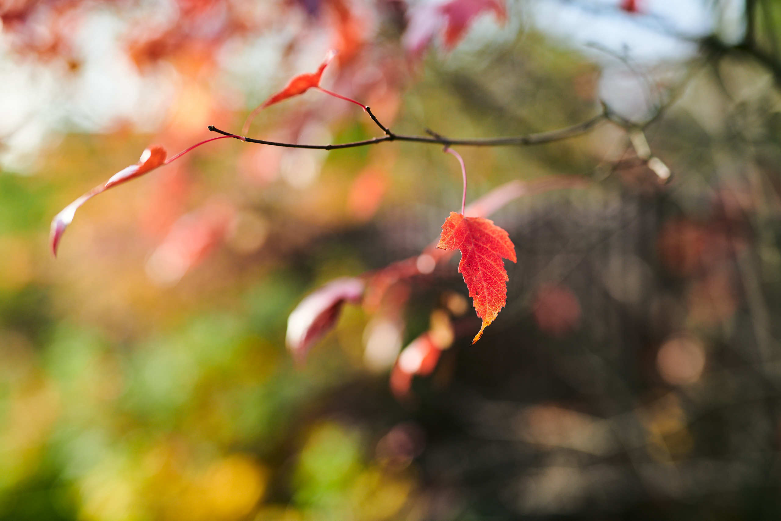 Leaves. Nature and macro photography by Elena Zhukova
