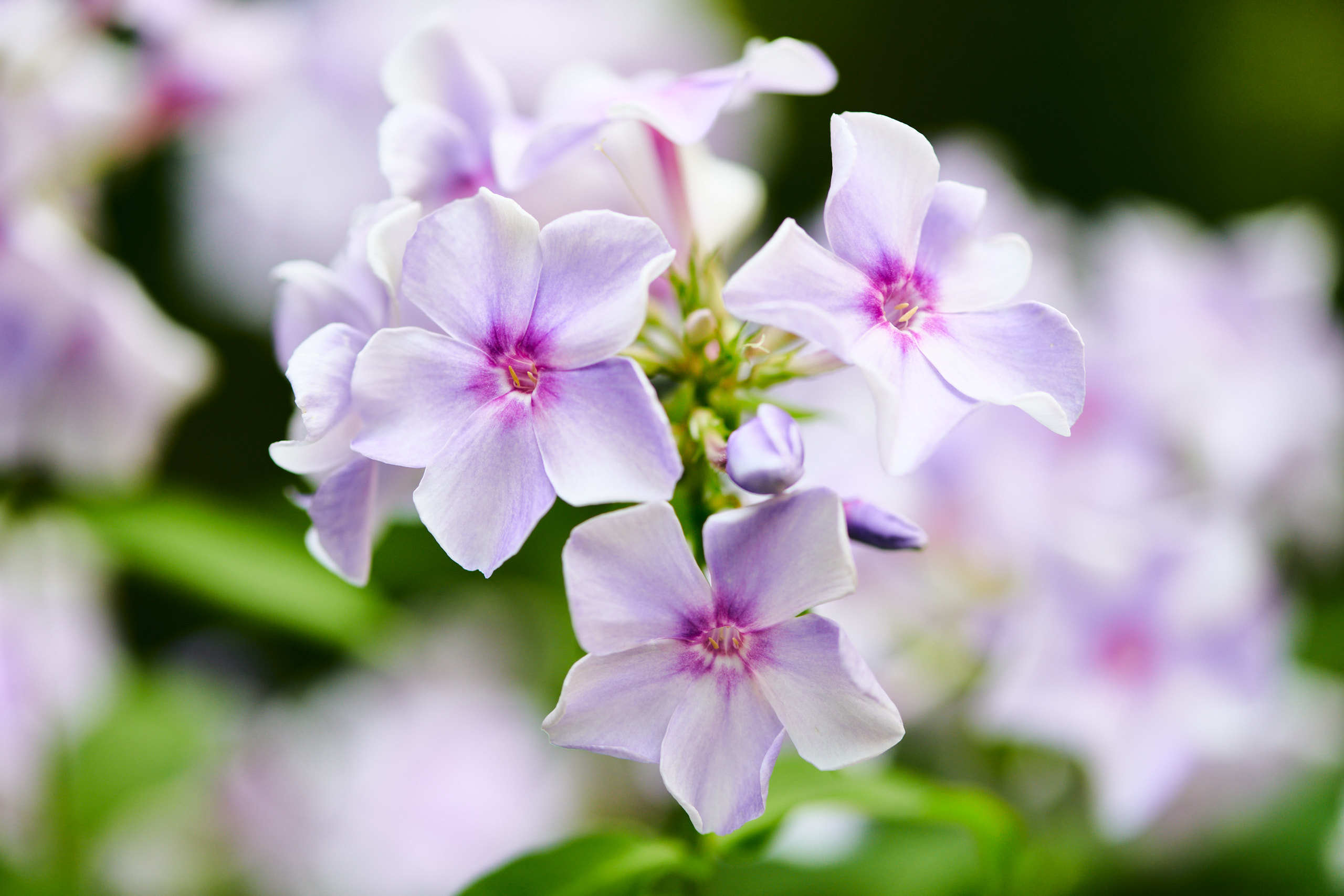 Flowers. Nature and macro photography by Elena Zhukova