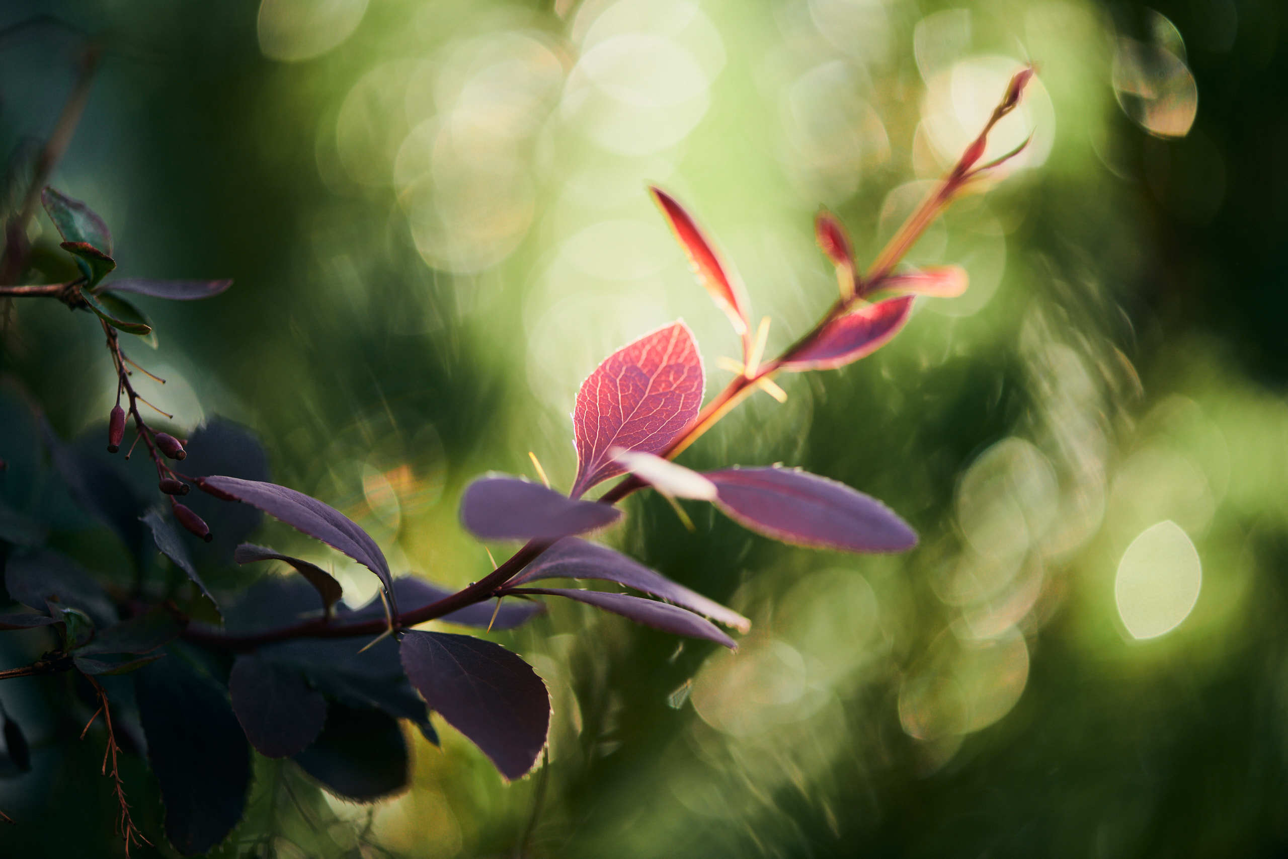 Leaves. Nature and macro photography by Elena Zhukova