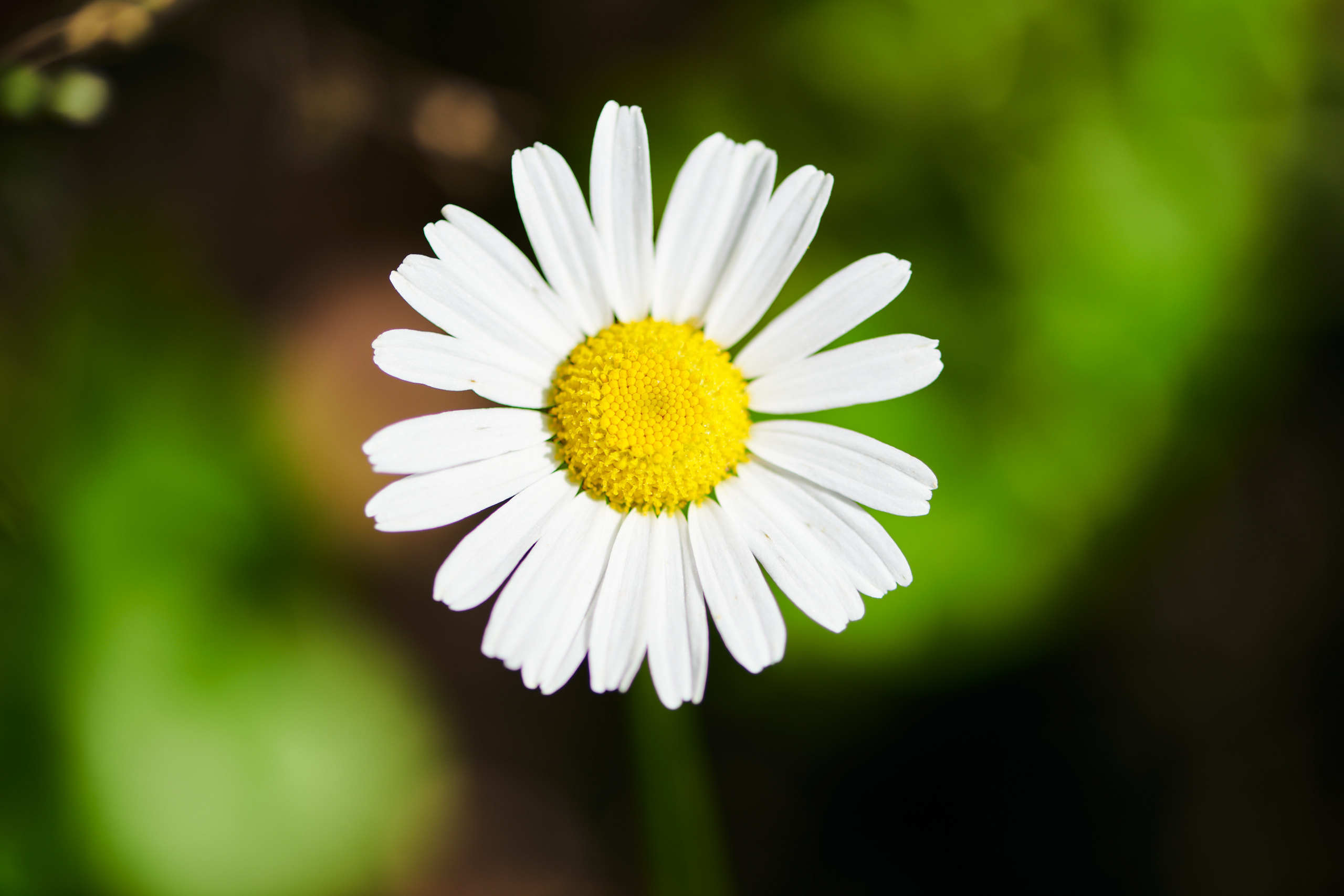 Flowers. Nature and macro photography by Elena Zhukova