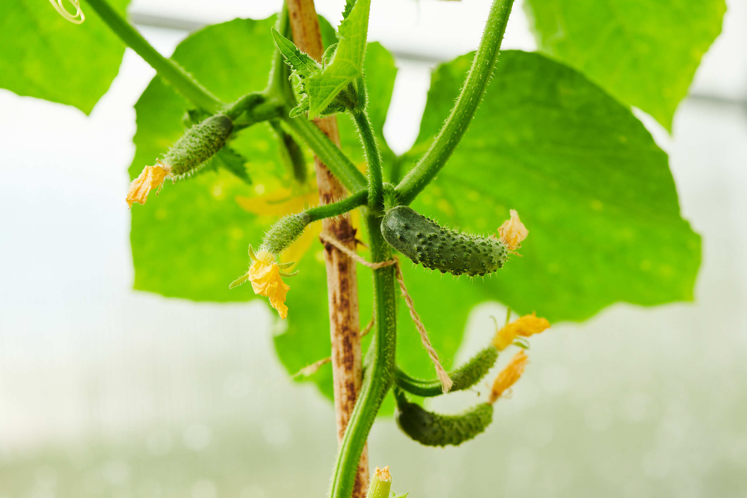 Harvest. Nature and macro photography by Elena Zhukova