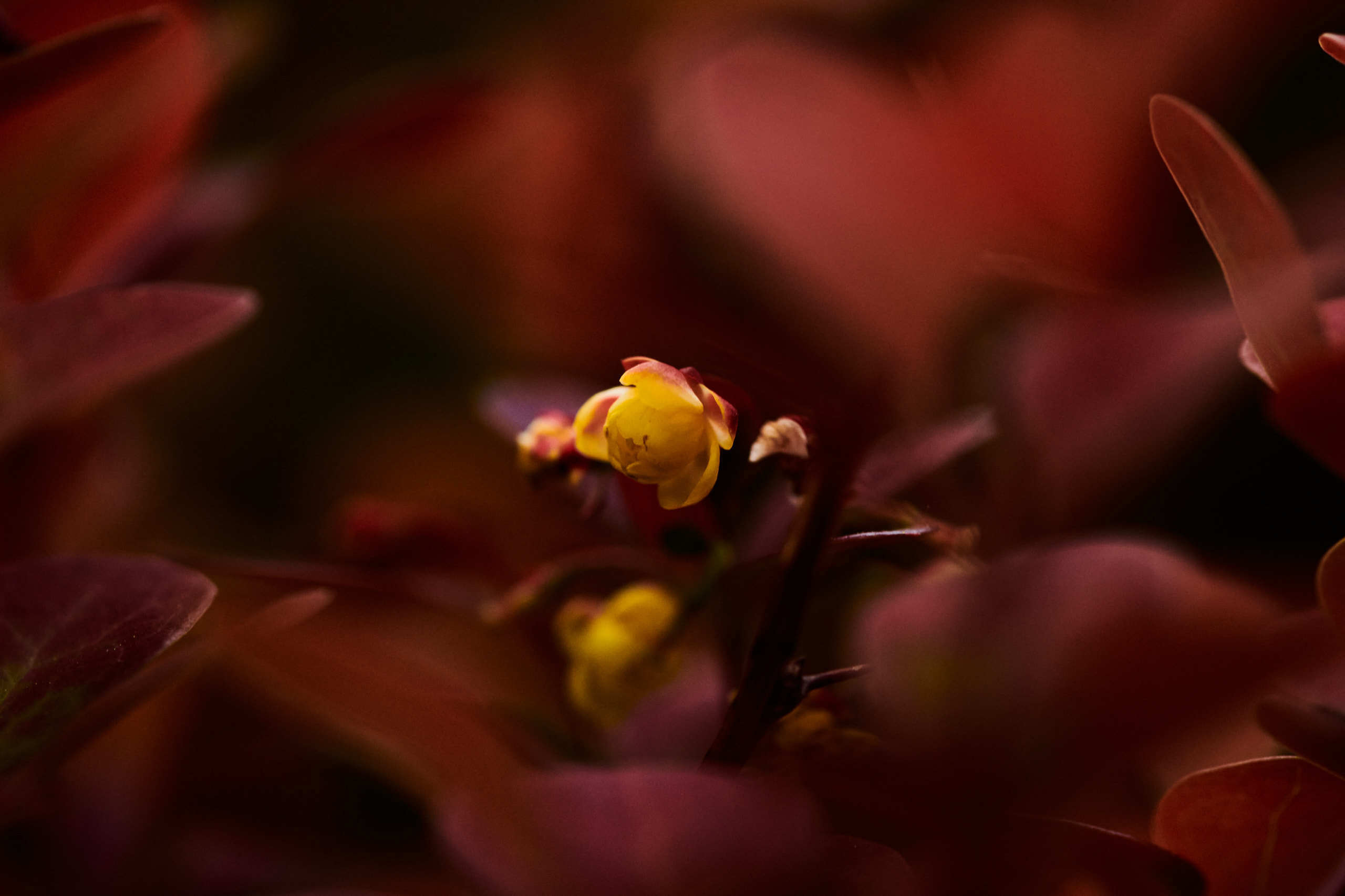 Flowers. Nature and macro photography by Elena Zhukova