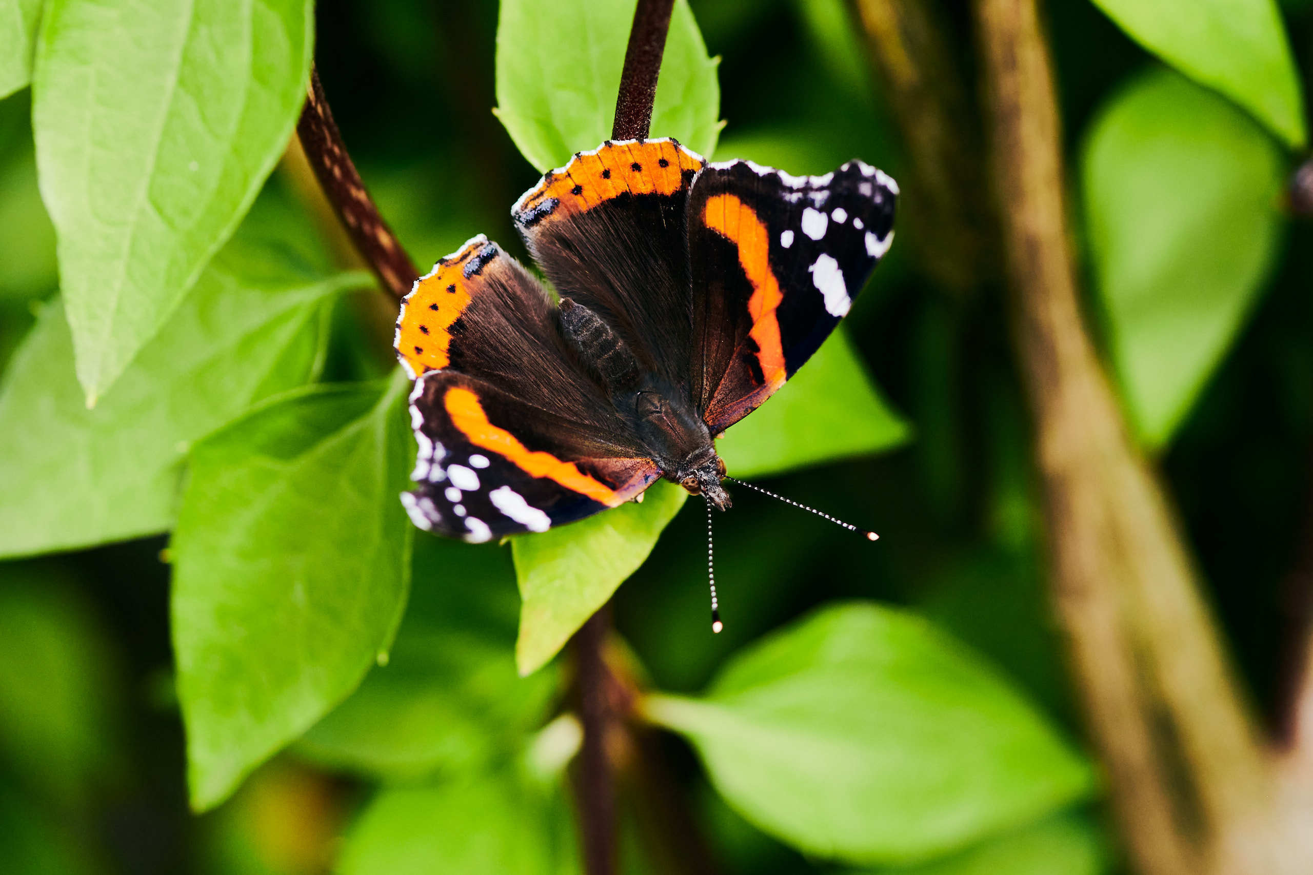 Small world. Nature and macro photography by Elena Zhukova