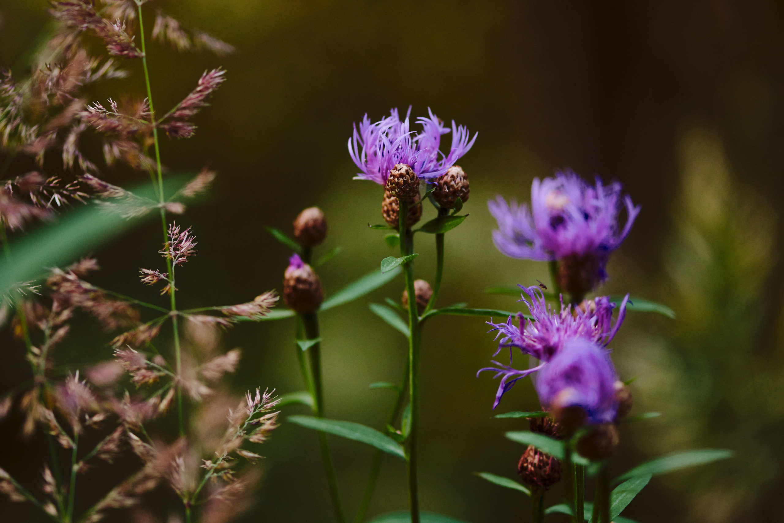 Flowers. Nature and macro photography by Elena Zhukova