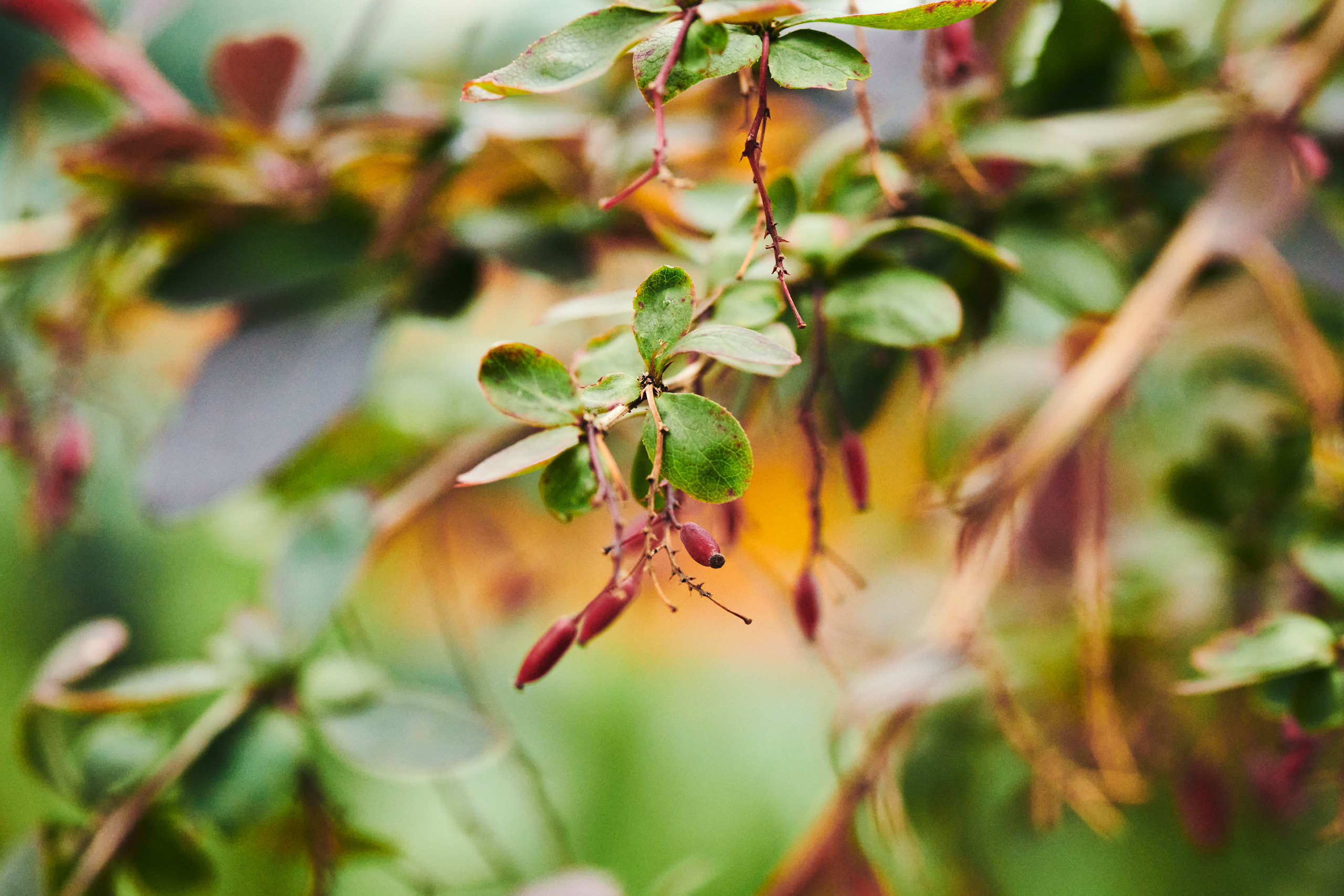 Berries. Nature and macro photography by Elena Zhukova