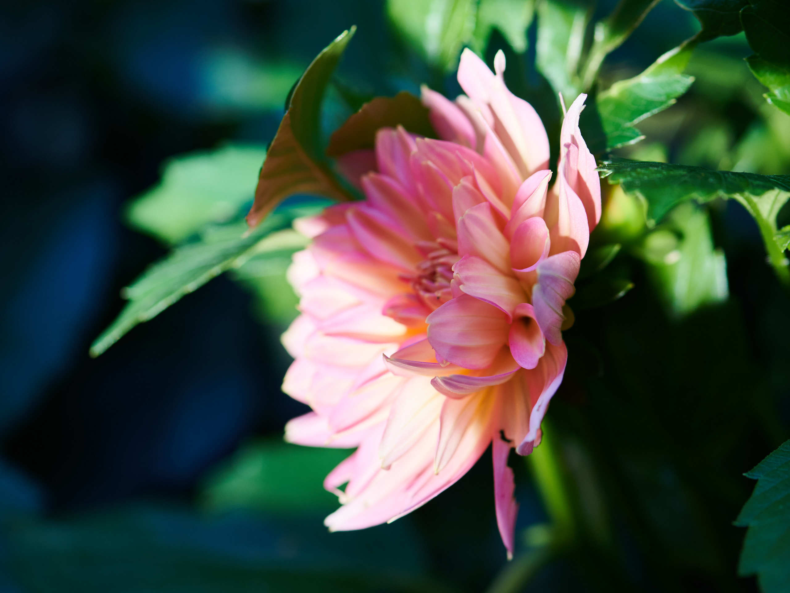 Flowers. Nature and macro photography by Elena Zhukova