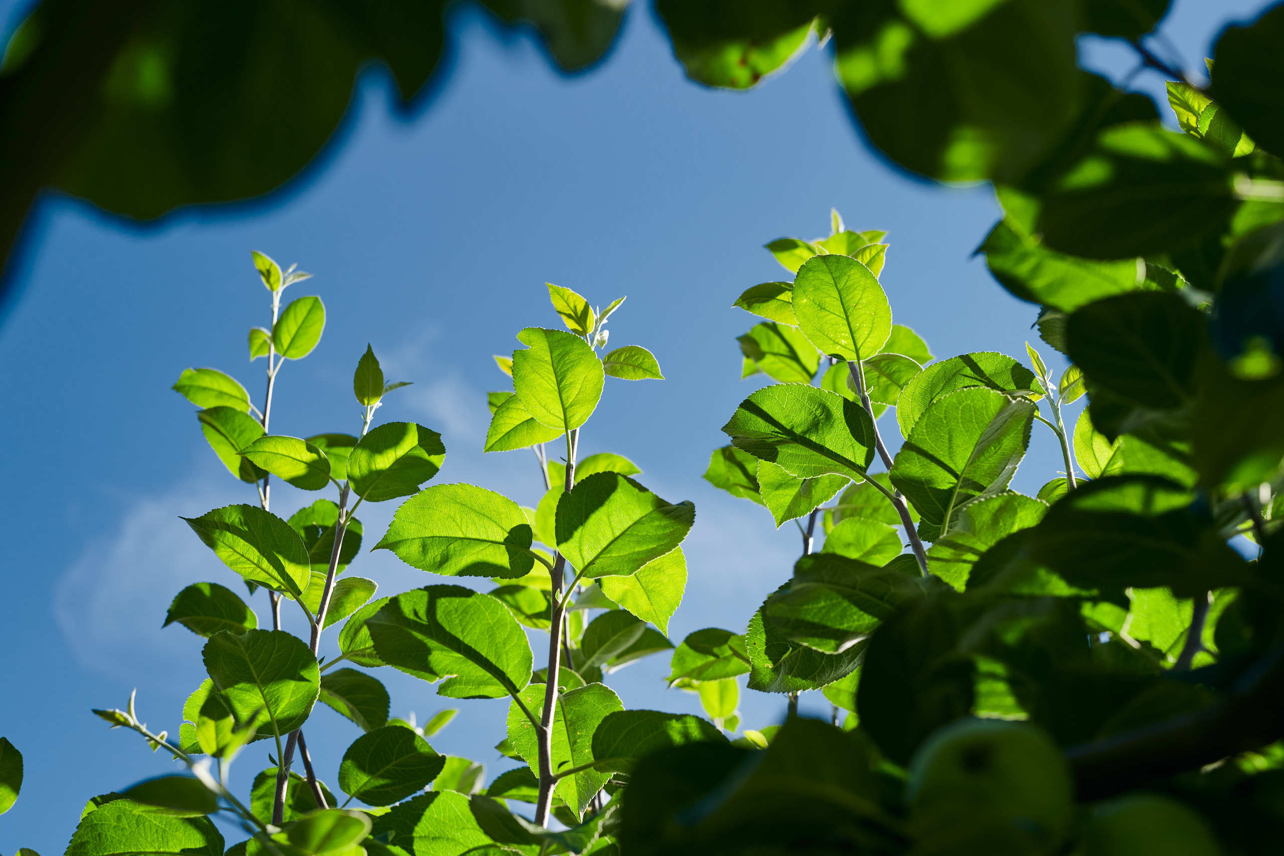 Leaves. Nature and macro photography by Elena Zhukova