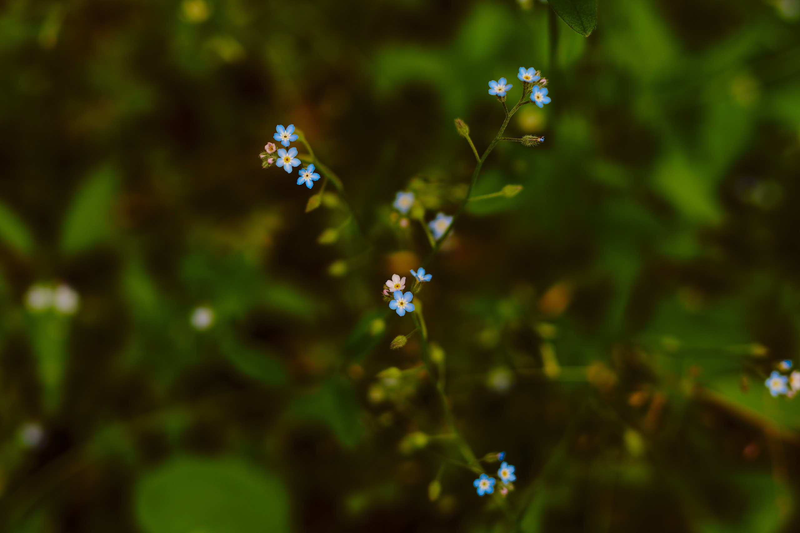 Flowers. Nature and macro photography by Elena Zhukova