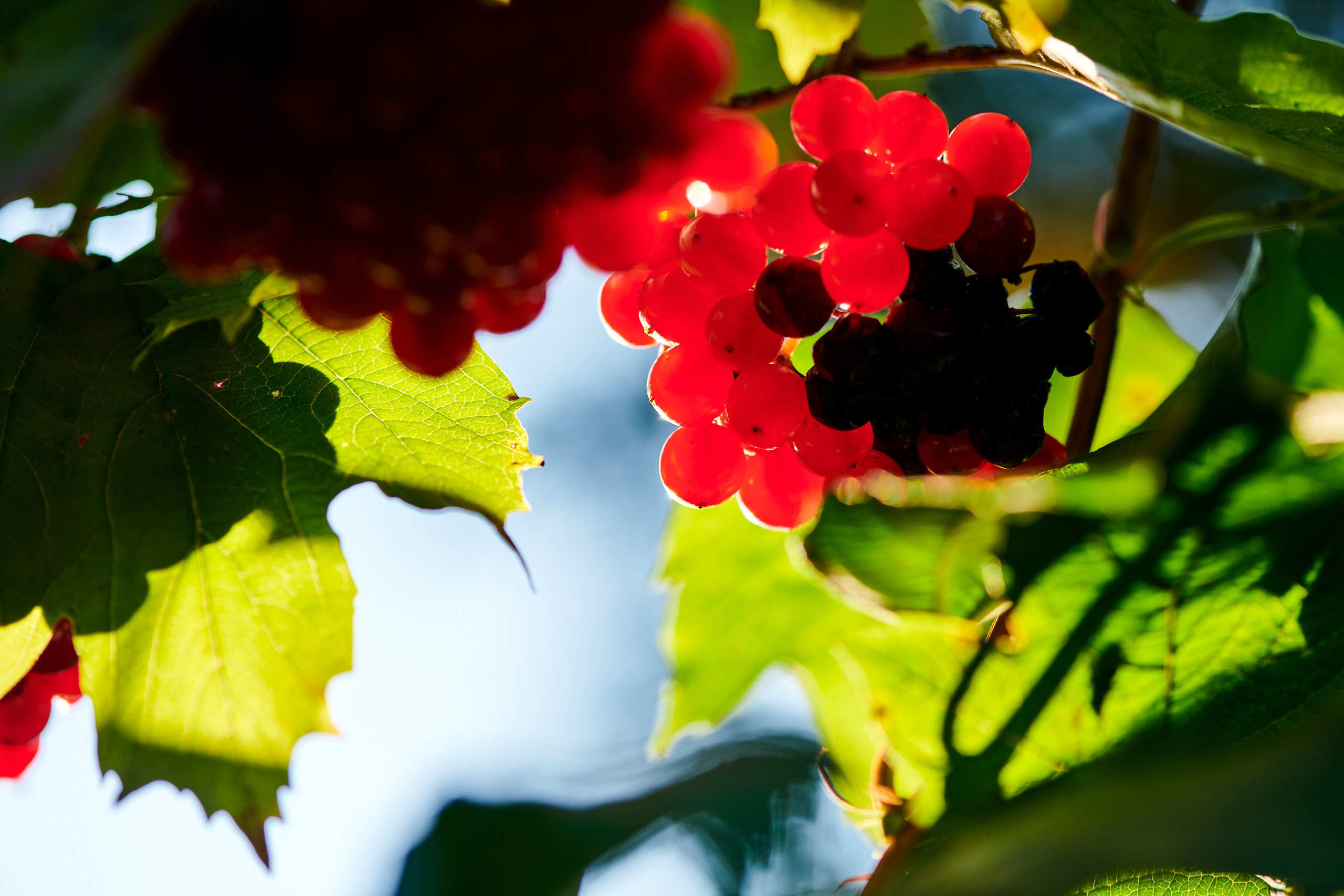 Berries. Nature and macro photography by Elena Zhukova