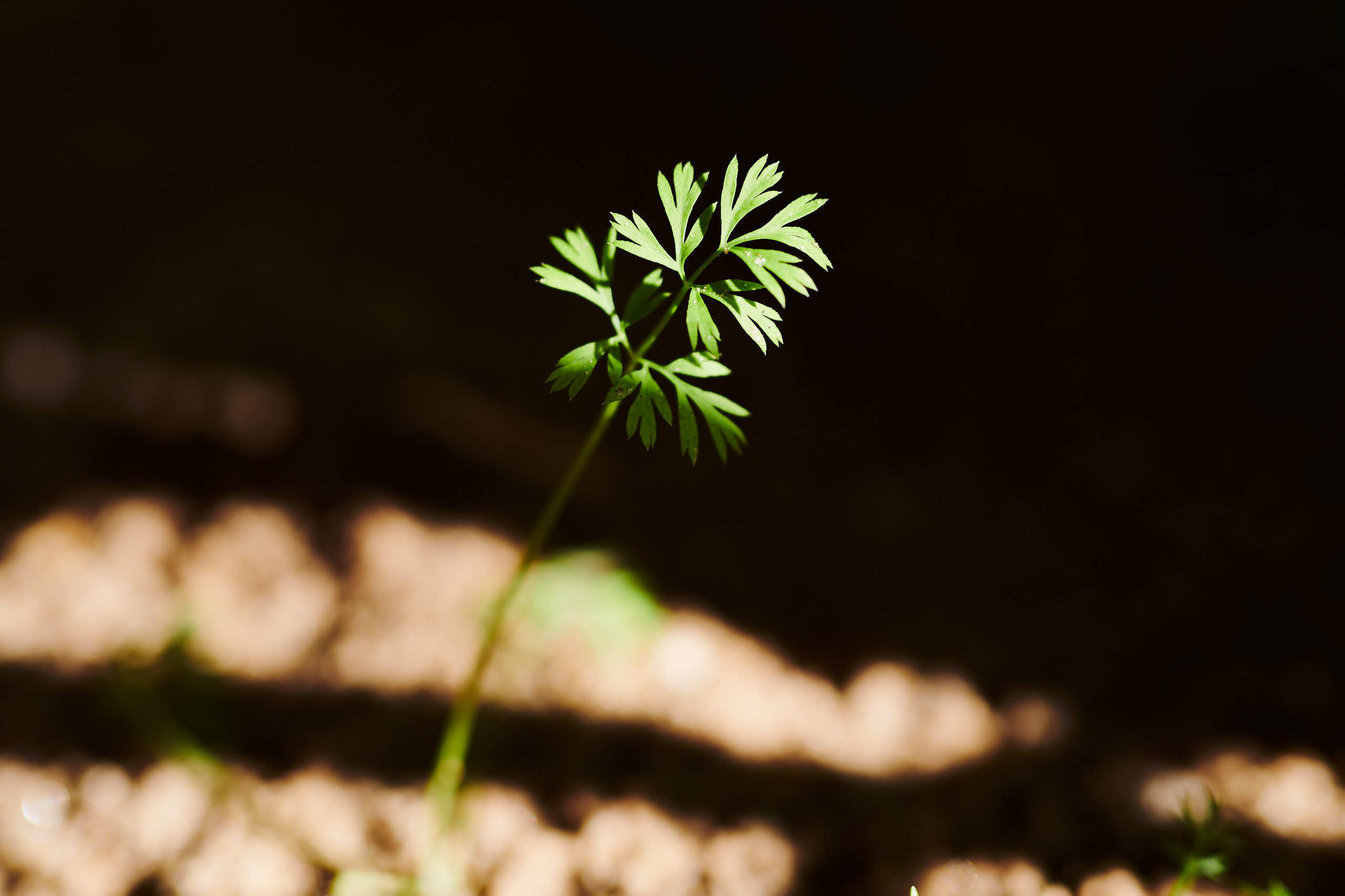 Leaves. Nature and macro photography by Elena Zhukova