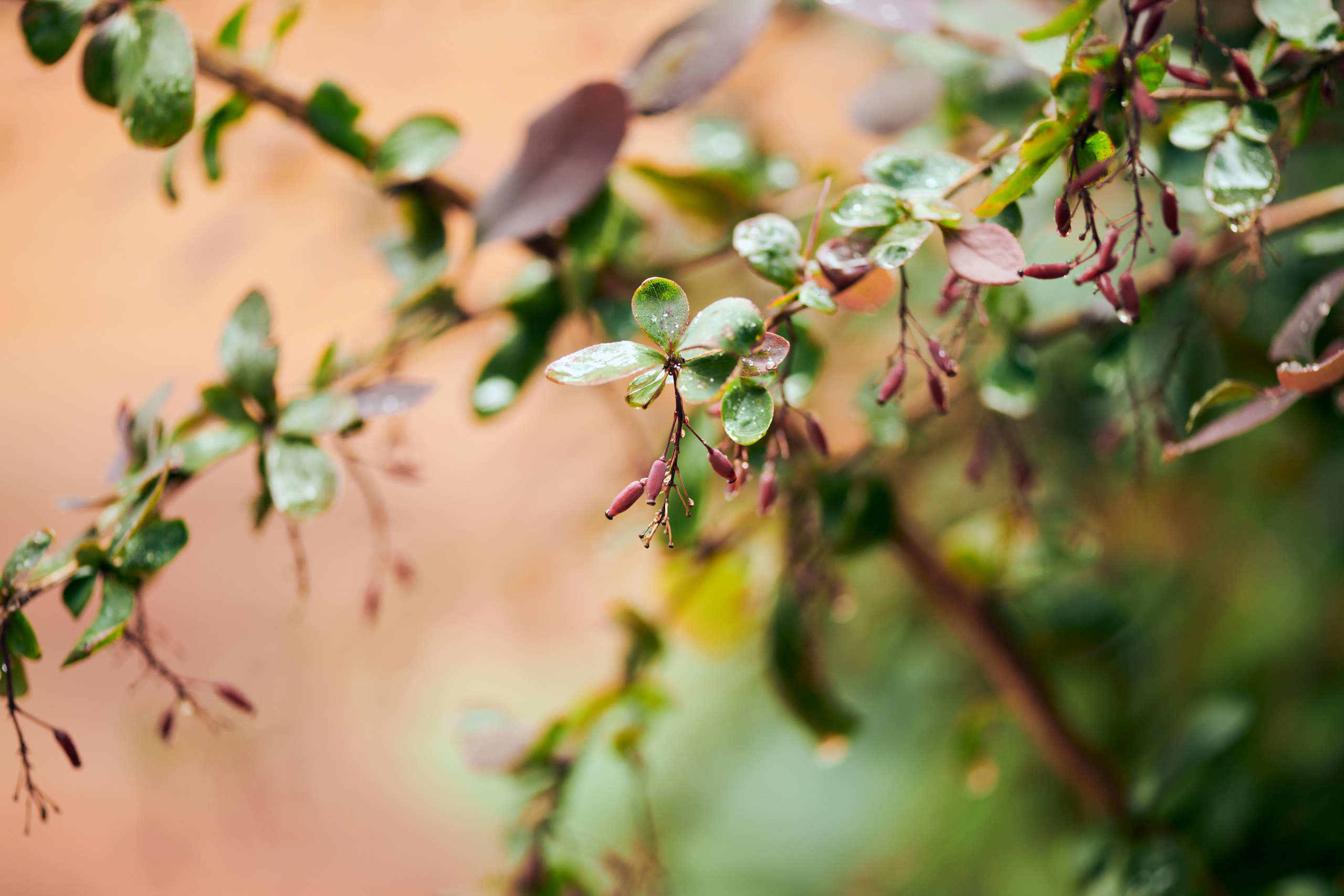 Berries. Nature and macro photography by Elena Zhukova