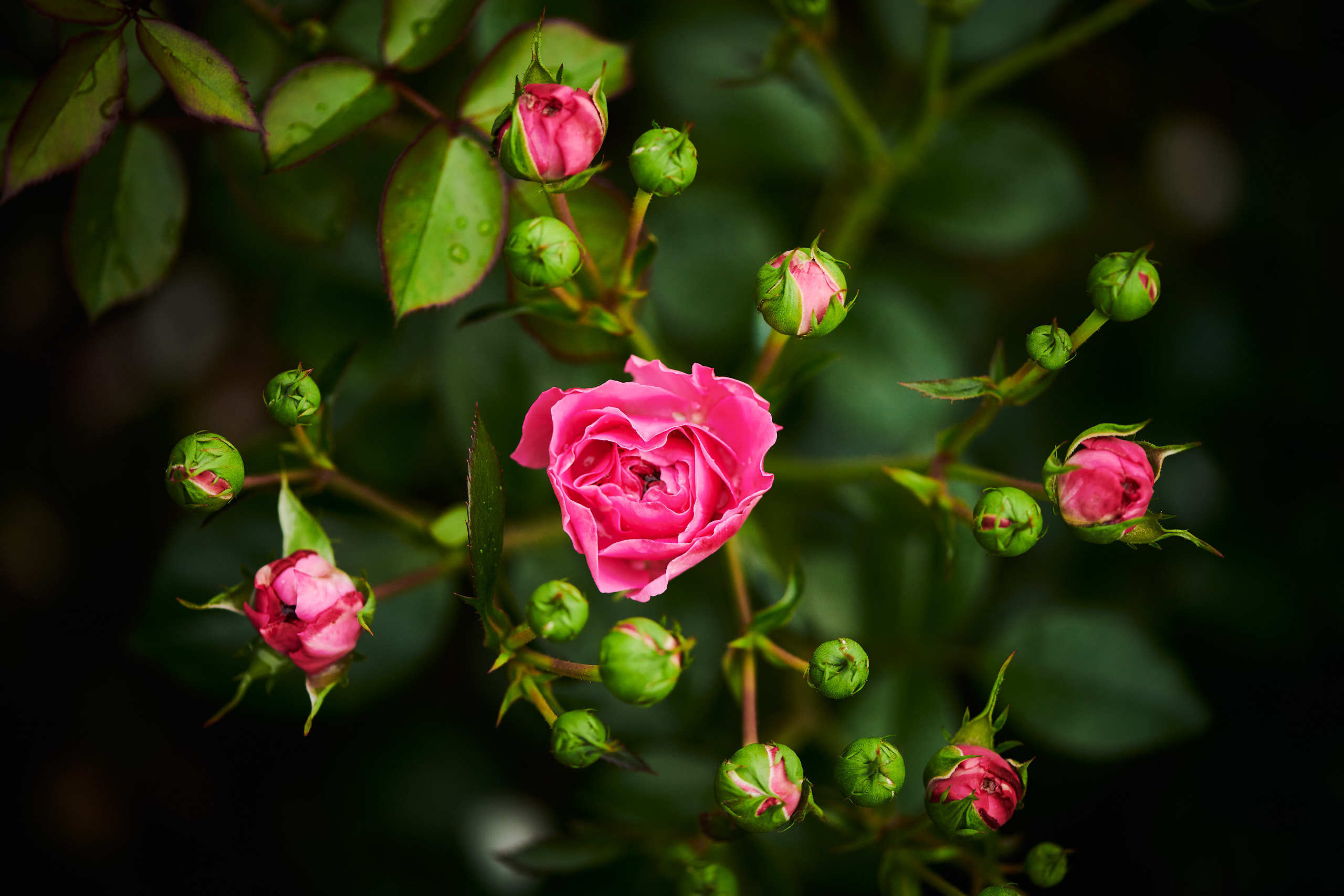 Roses. Nature and macro photography by Elena Zhukova