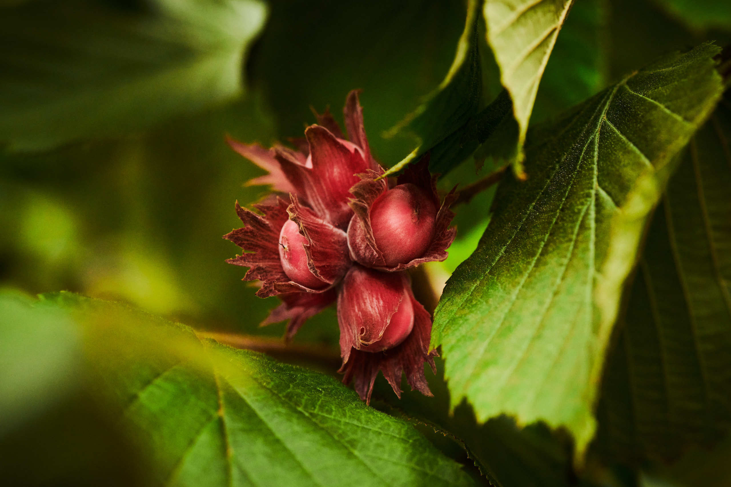Harvest. Nature and macro photography by Elena Zhukova