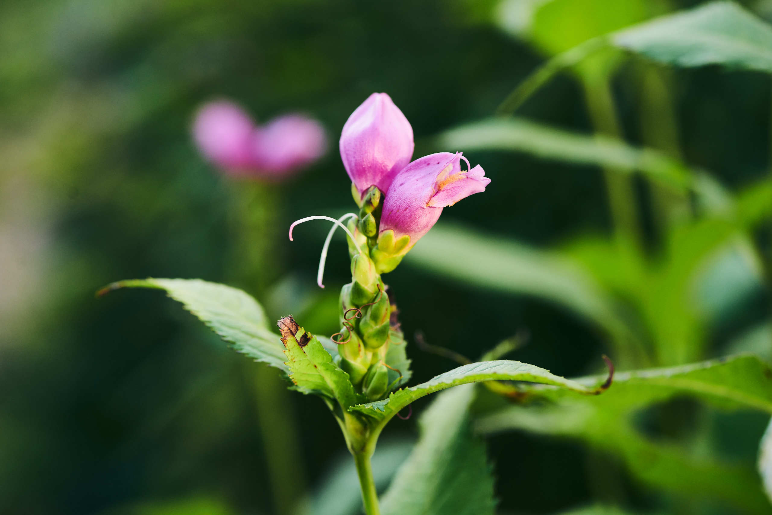 Flowers. Nature and macro photography by Elena Zhukova