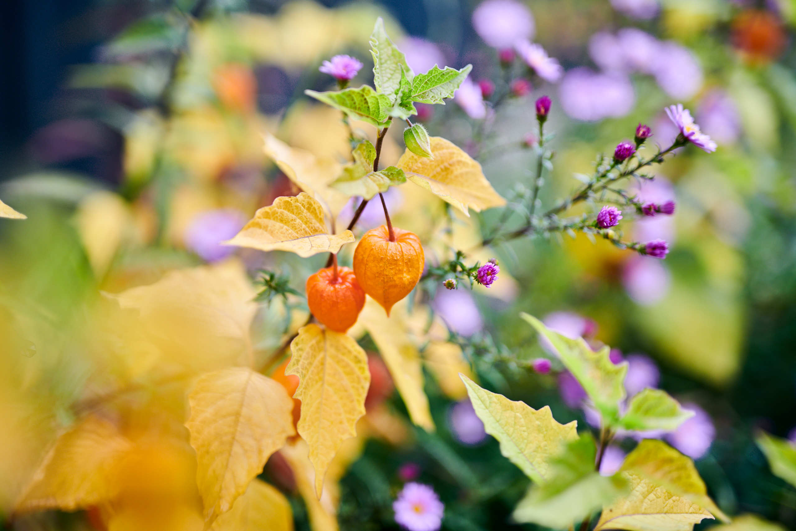 Berries. Nature and macro photography by Elena Zhukova