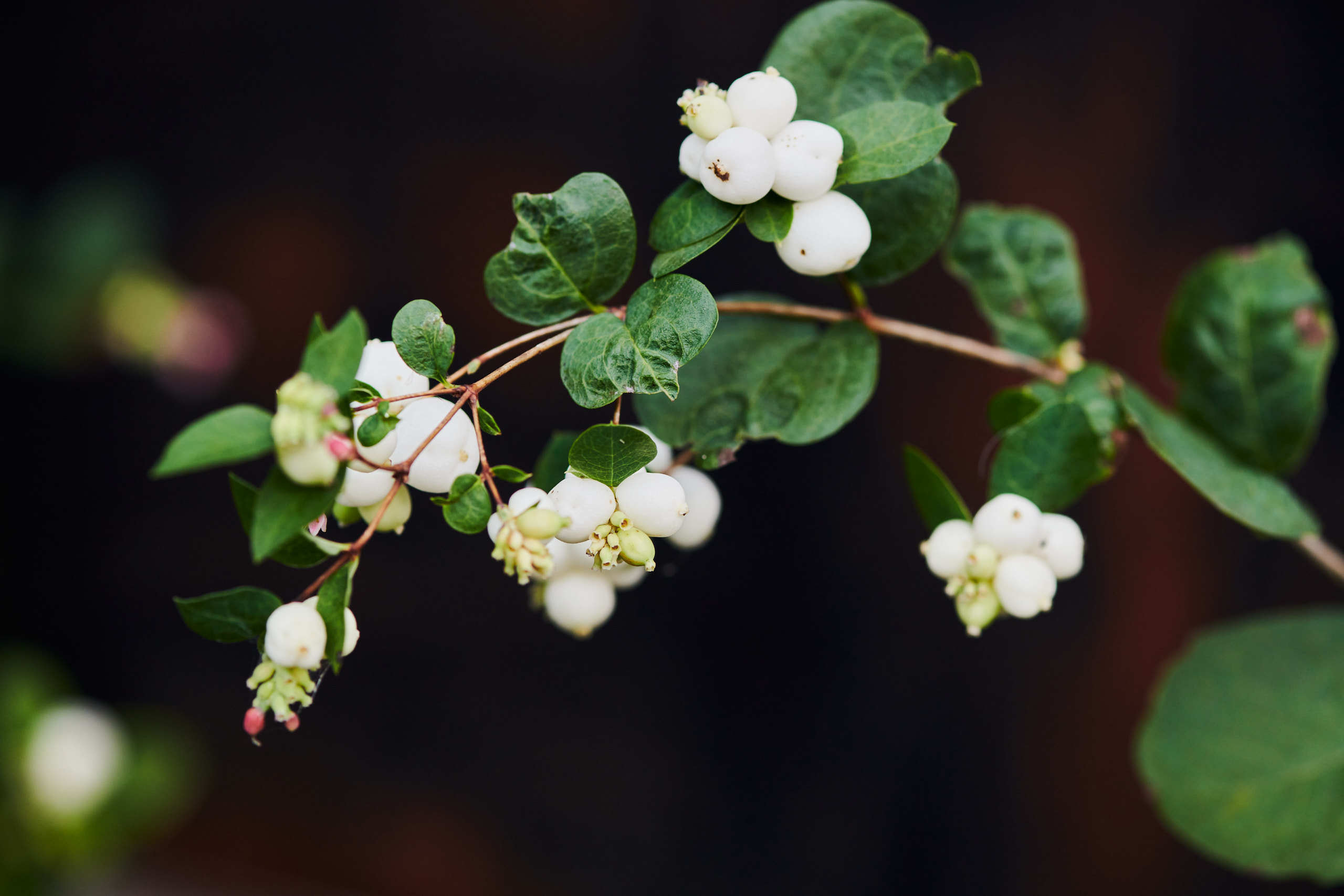 Berries. Nature and macro photography by Elena Zhukova