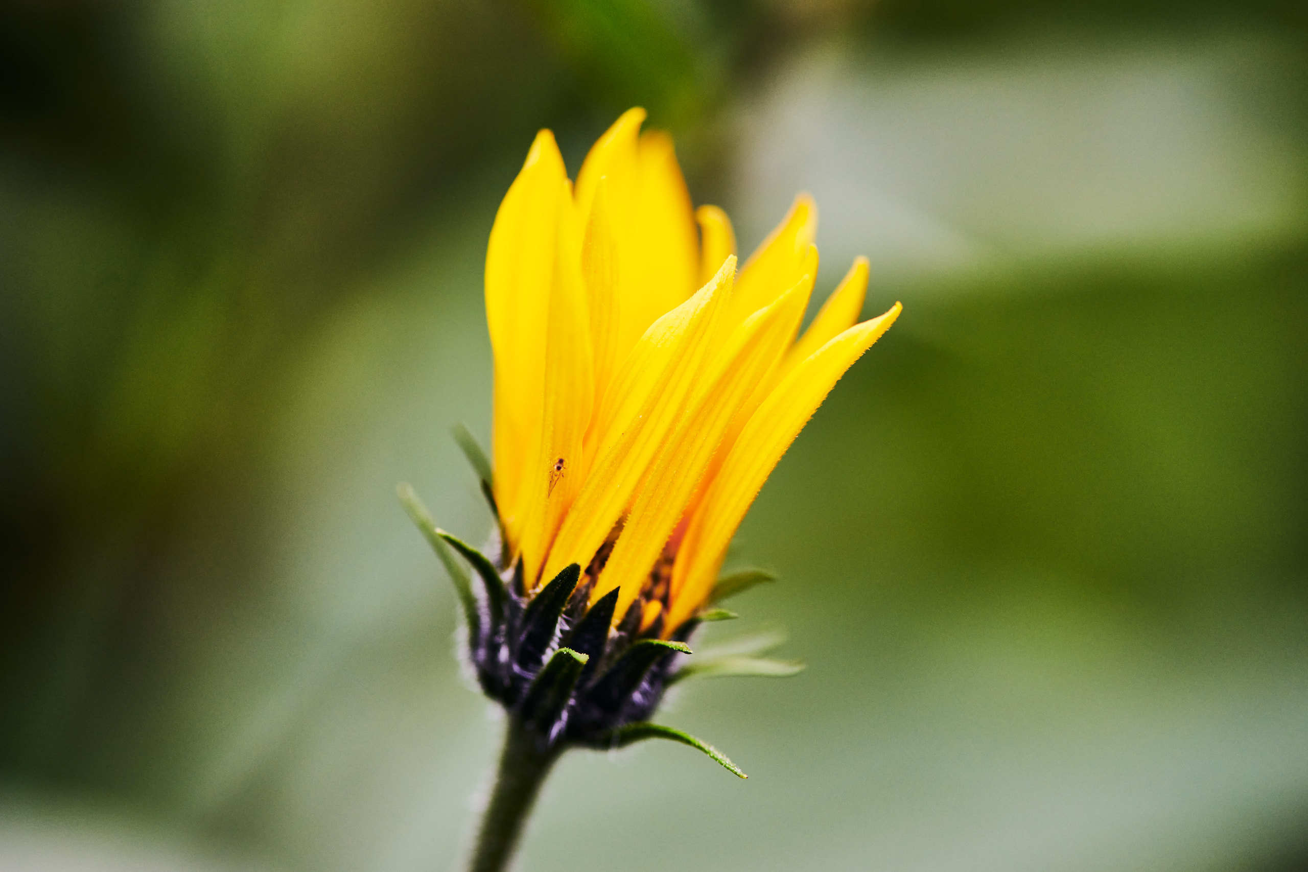 Flowers. Nature and macro photography by Elena Zhukova