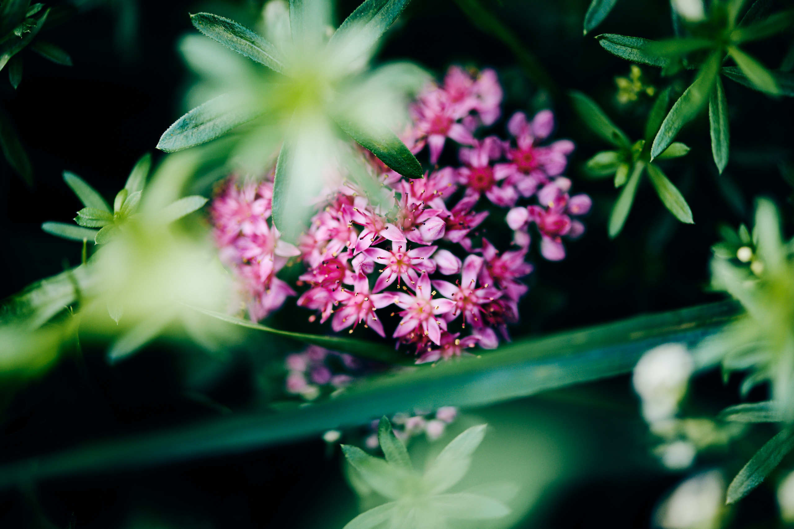 Flowers. Nature and macro photography by Elena Zhukova